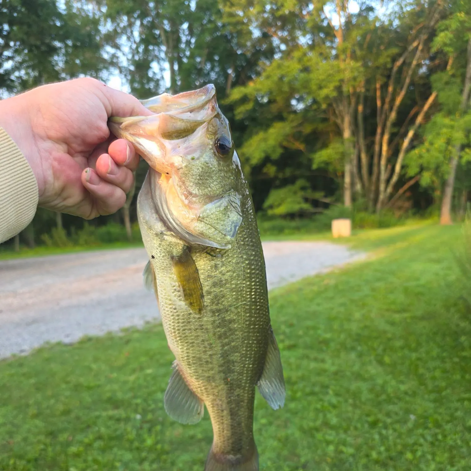Largemouth bass caught on Fishbrain