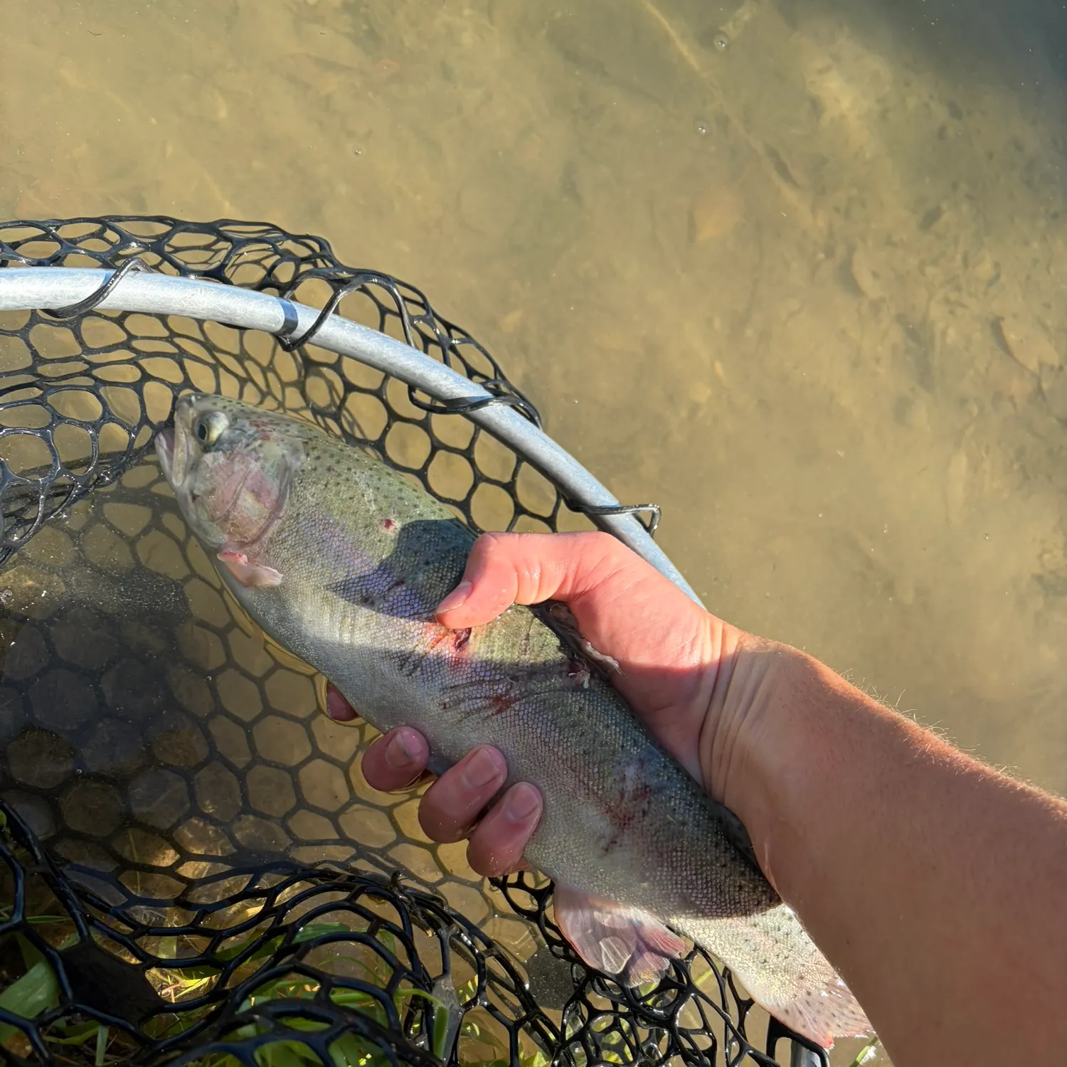 Rainbow trout caught on Fishbrain
