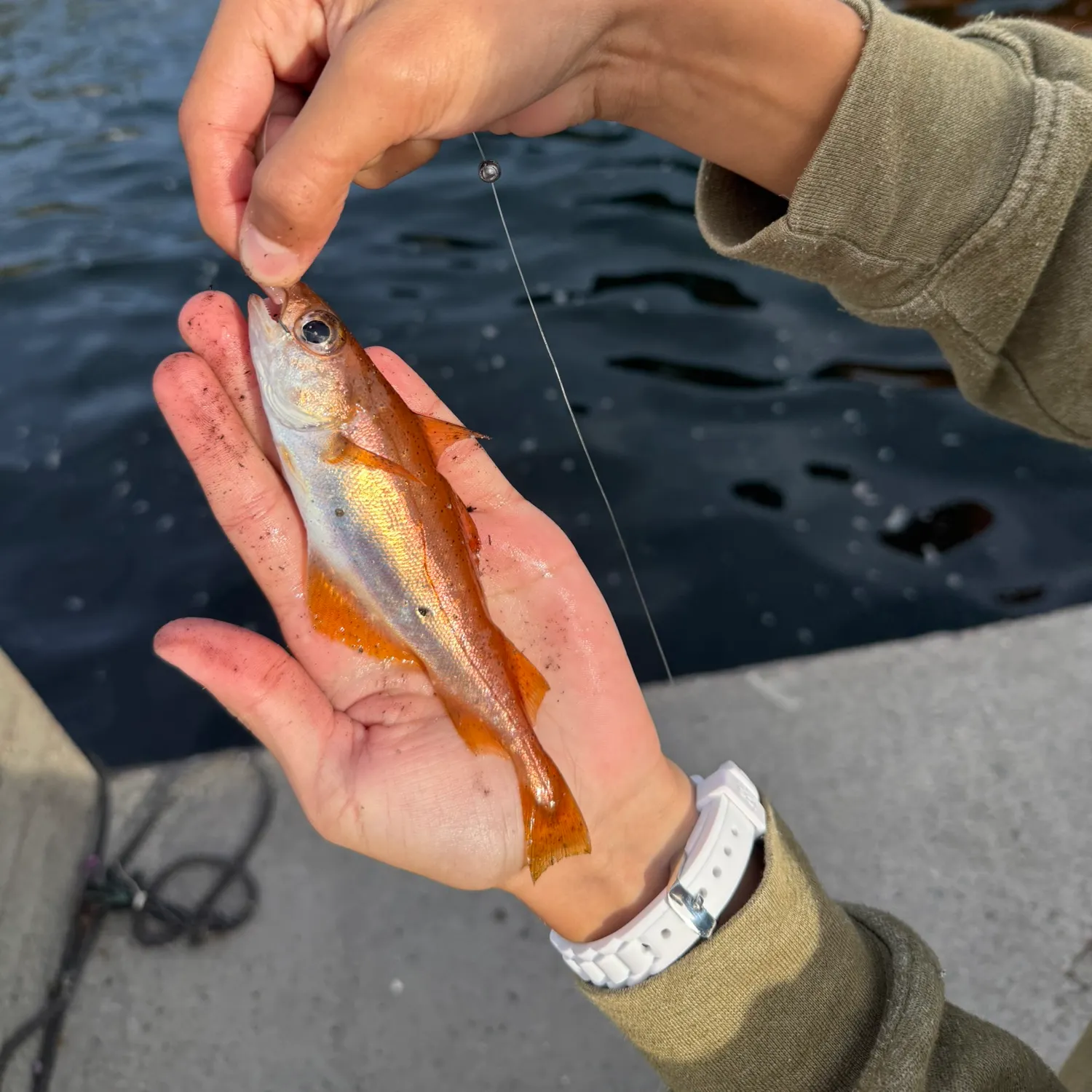 Poor cod caught on Fishbrain