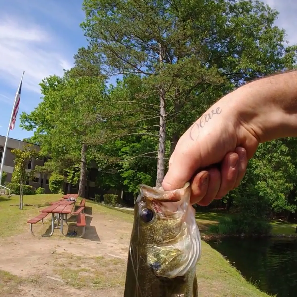 Largemouth bass caught on Fishbrain