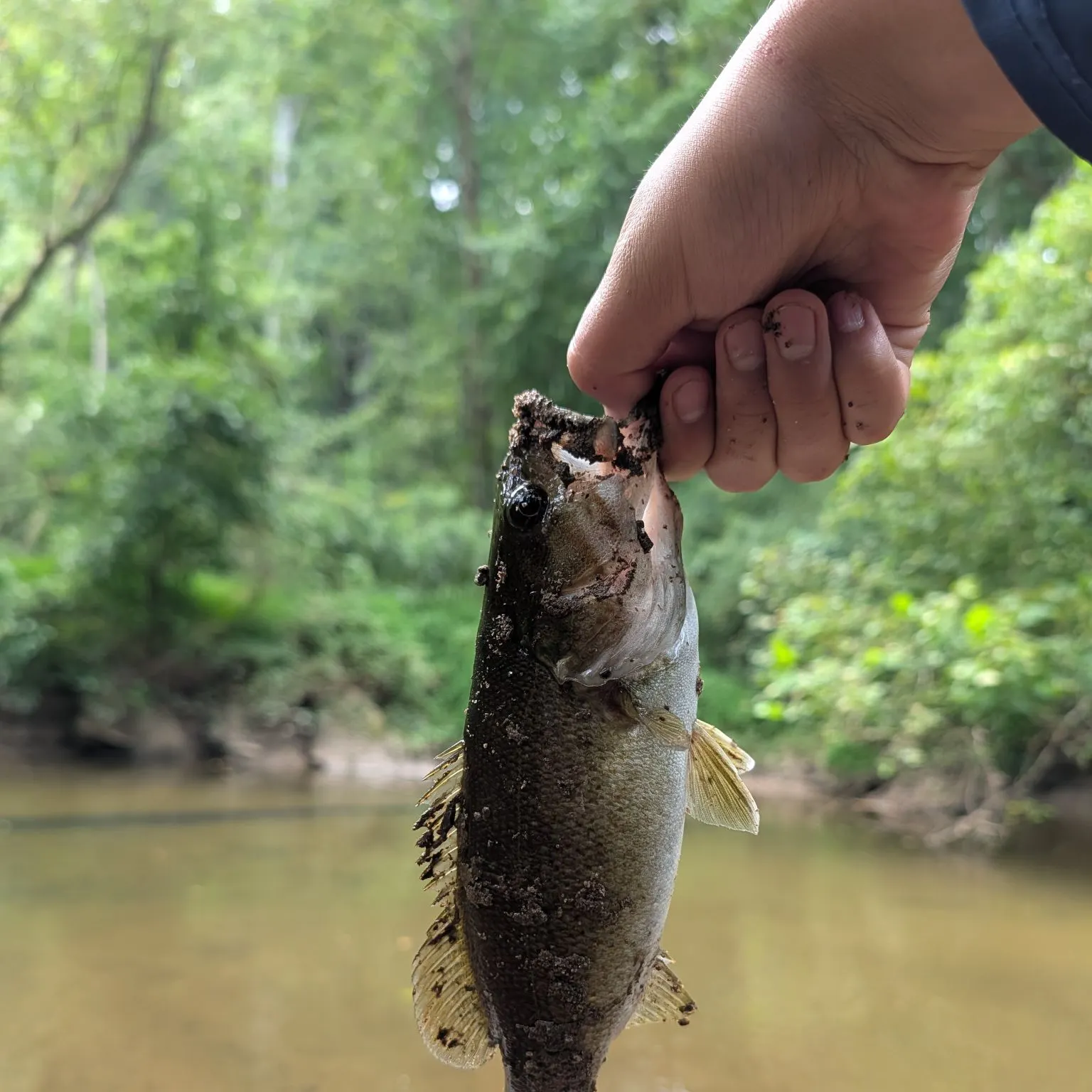 Smallmouth bass caught on Fishbrain