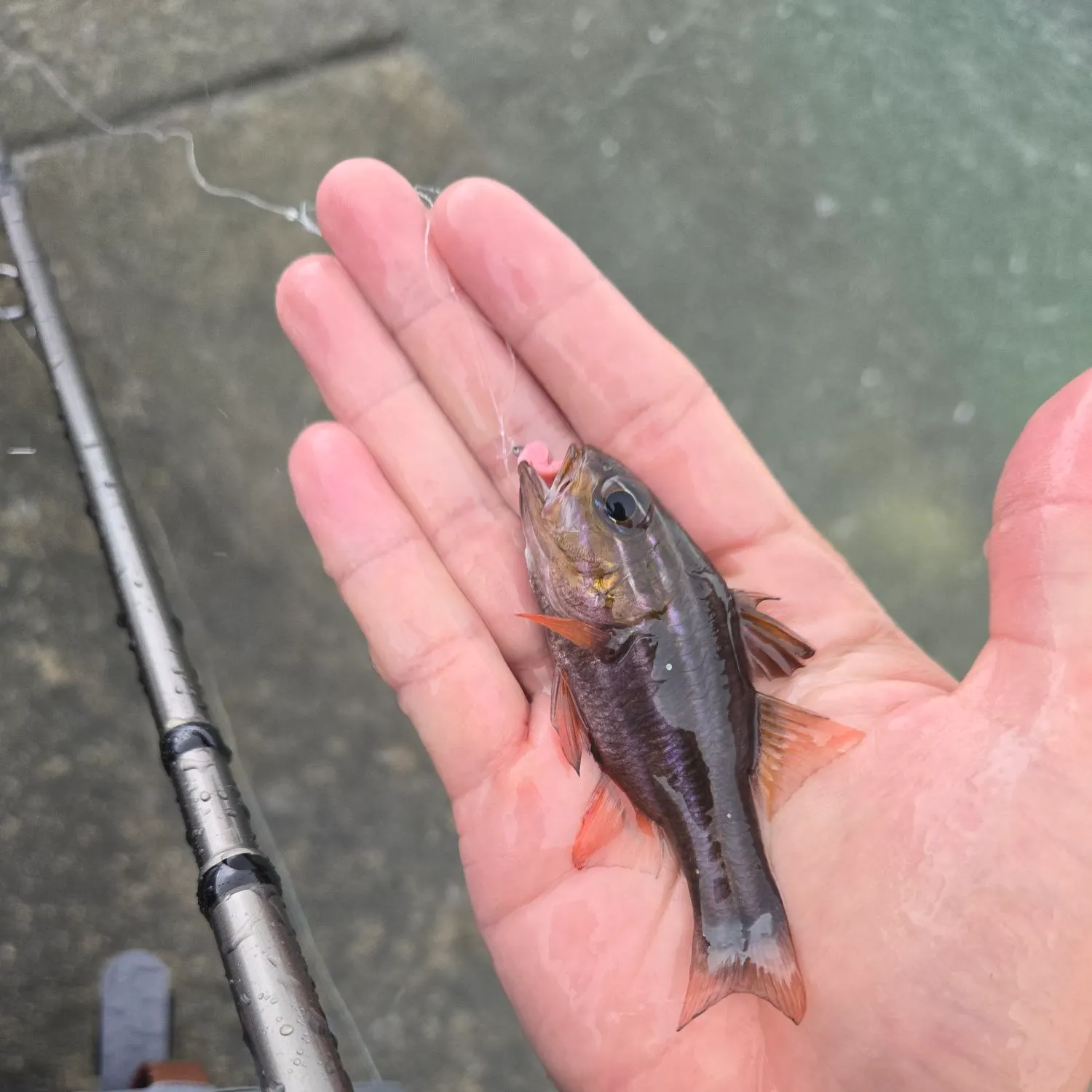 The most recent Cook's cardinalfish catches on Fishbrain