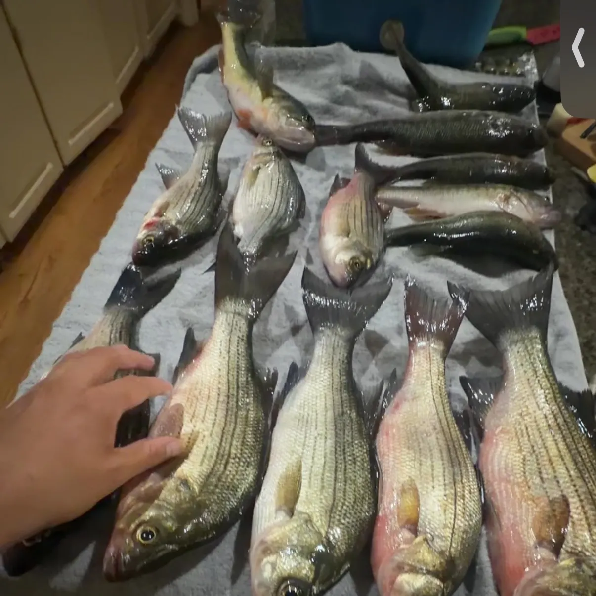 recently logged catches