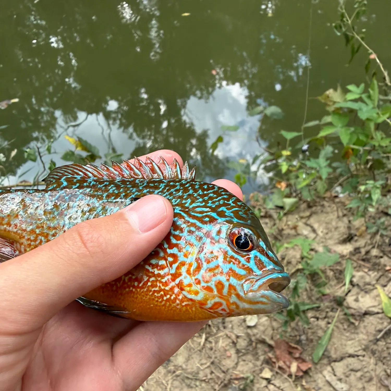 Longear sunfish caught on Fishbrain