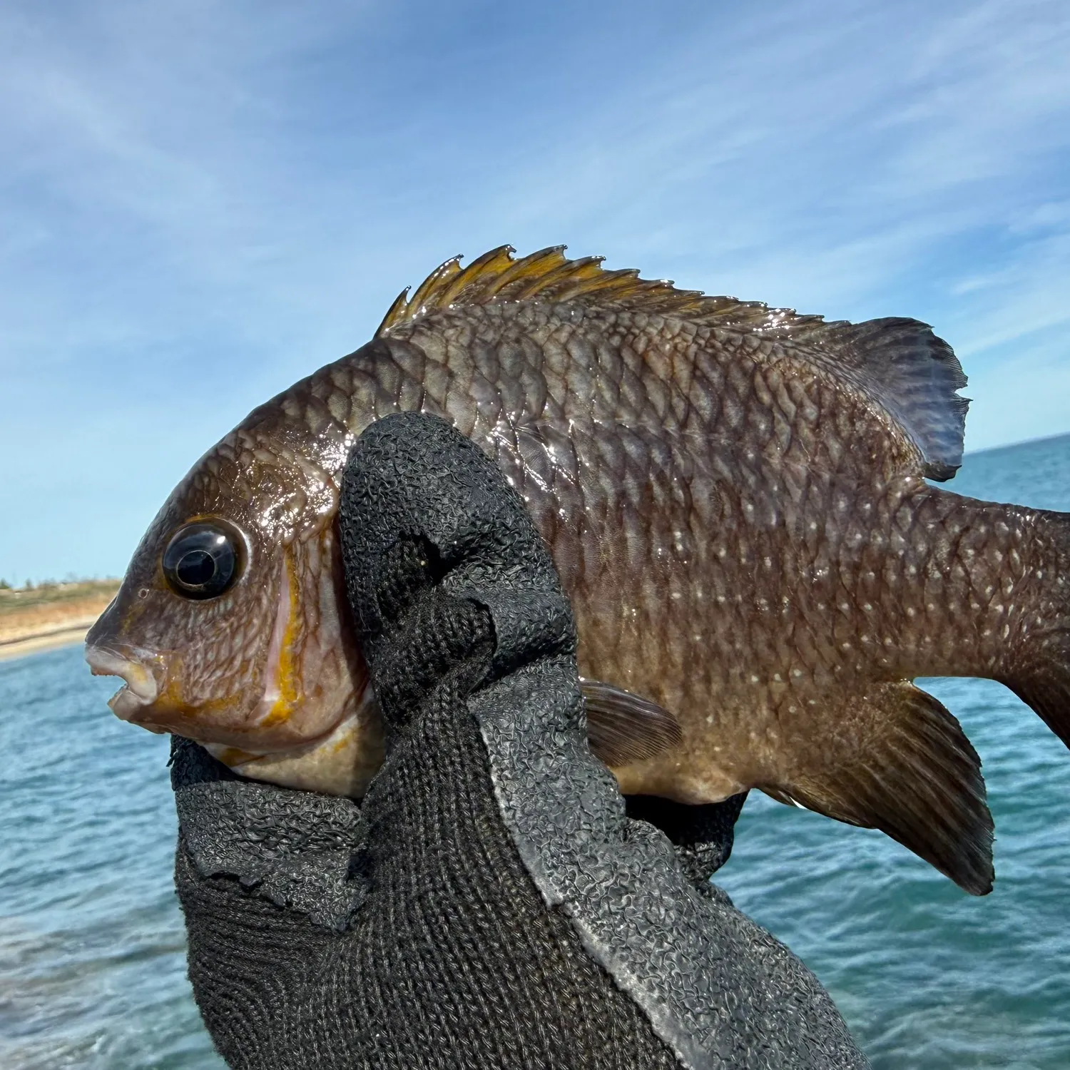 The most recent Mexican night sergeant catches on Fishbrain