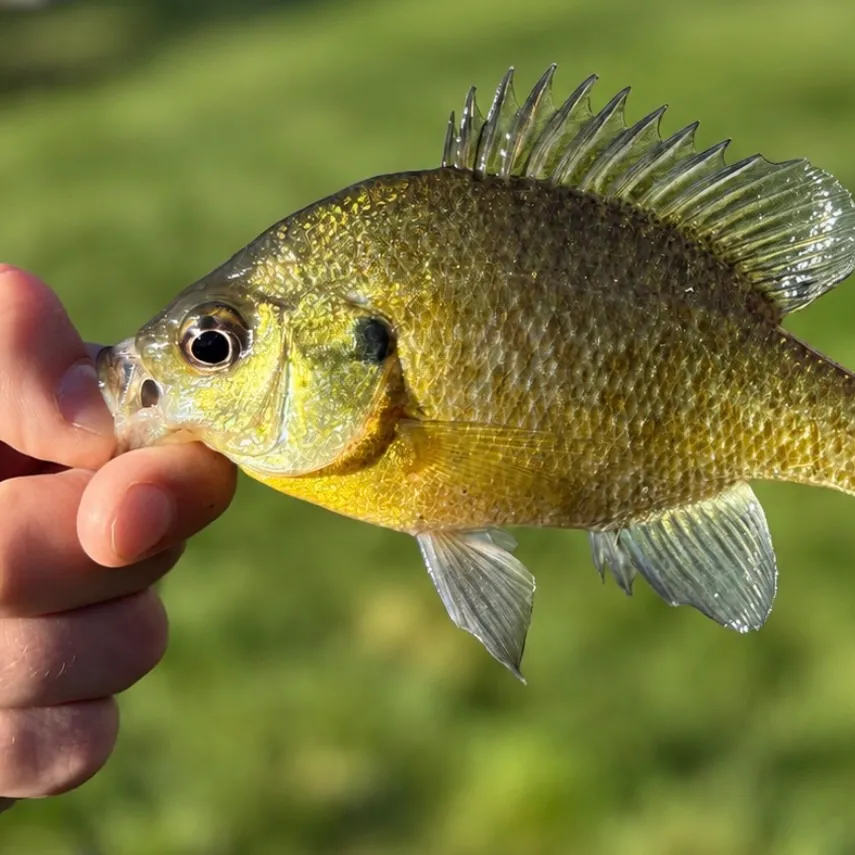 Bluegill caught on Fishbrain