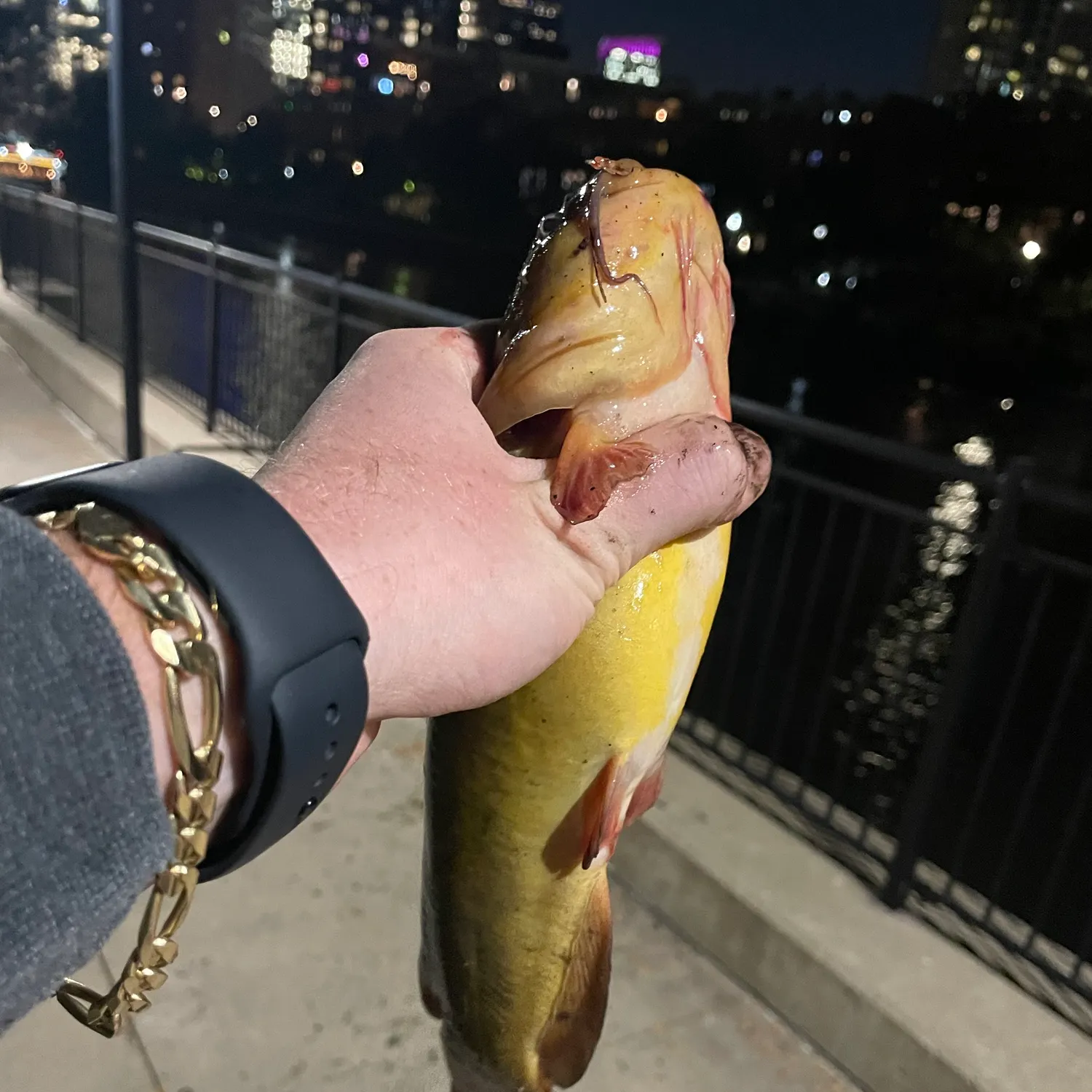 Yellow bullhead caught on Fishbrain