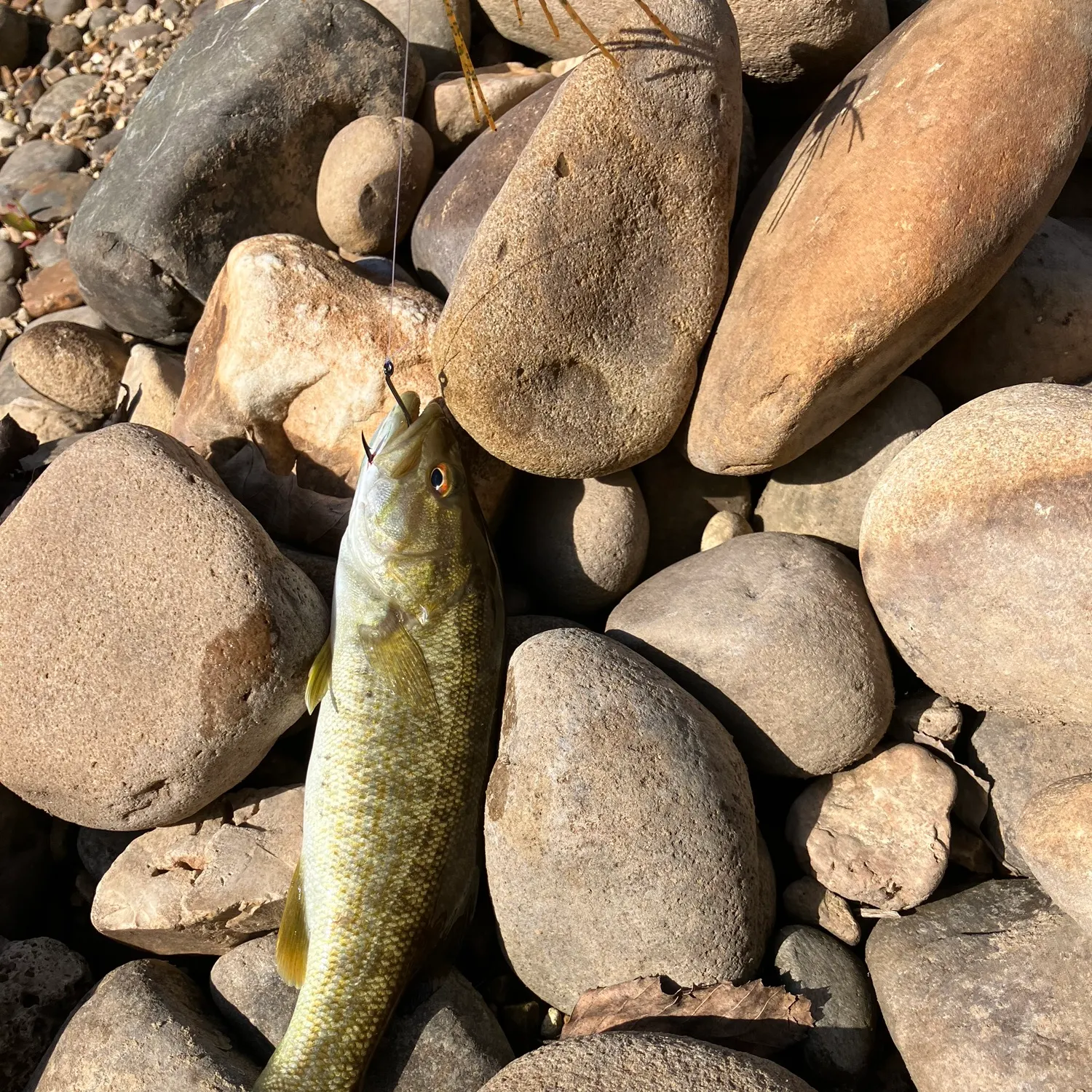 Smallmouth bass caught on Fishbrain