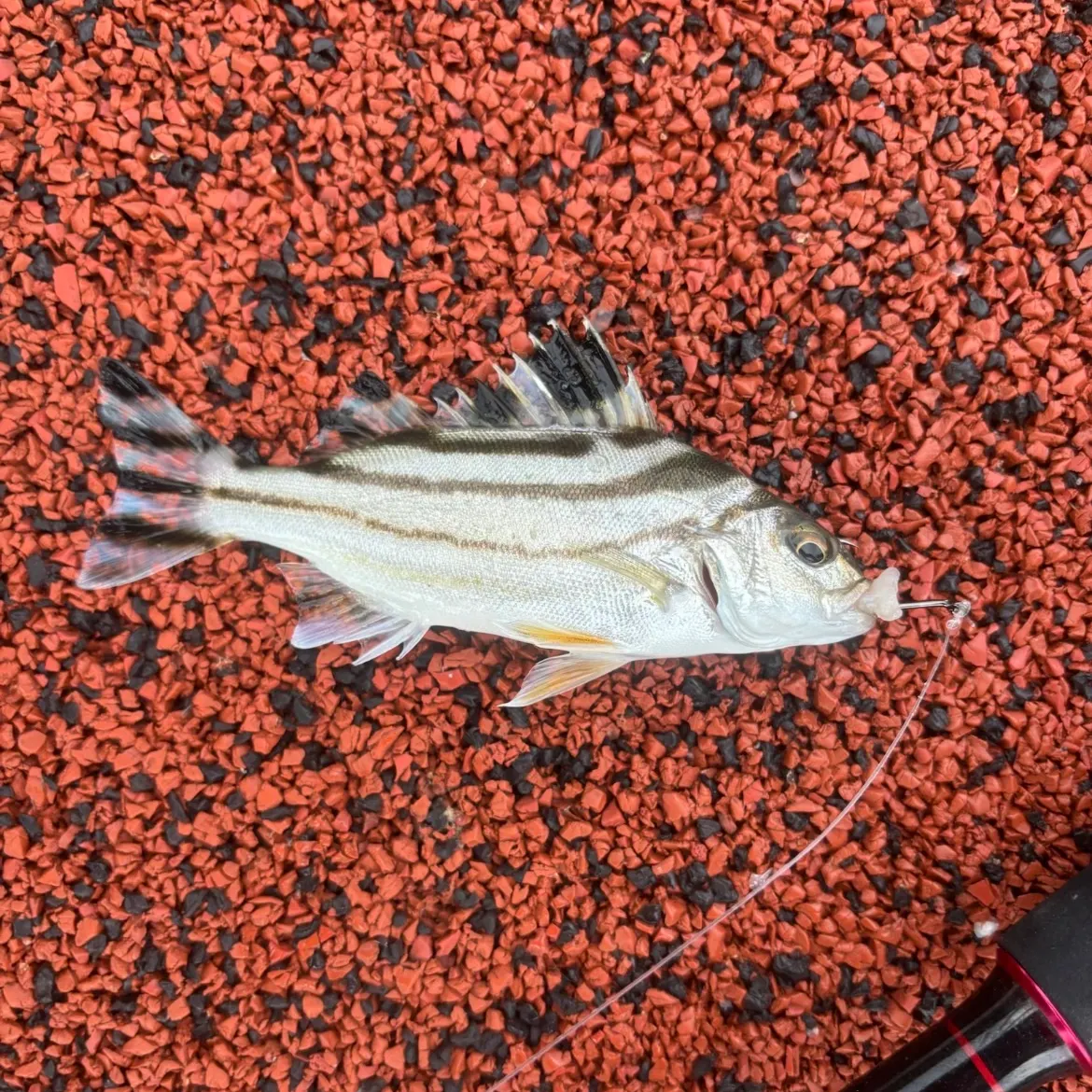 The most recent Eastern striped grunter catches on Fishbrain