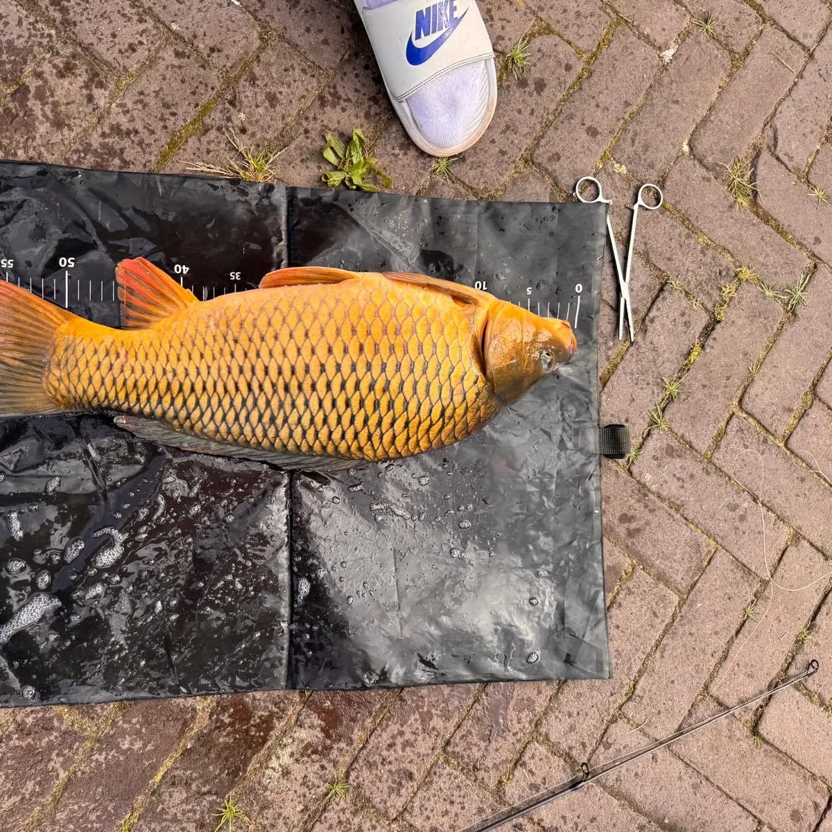 Mirror carp caught on Fishbrain