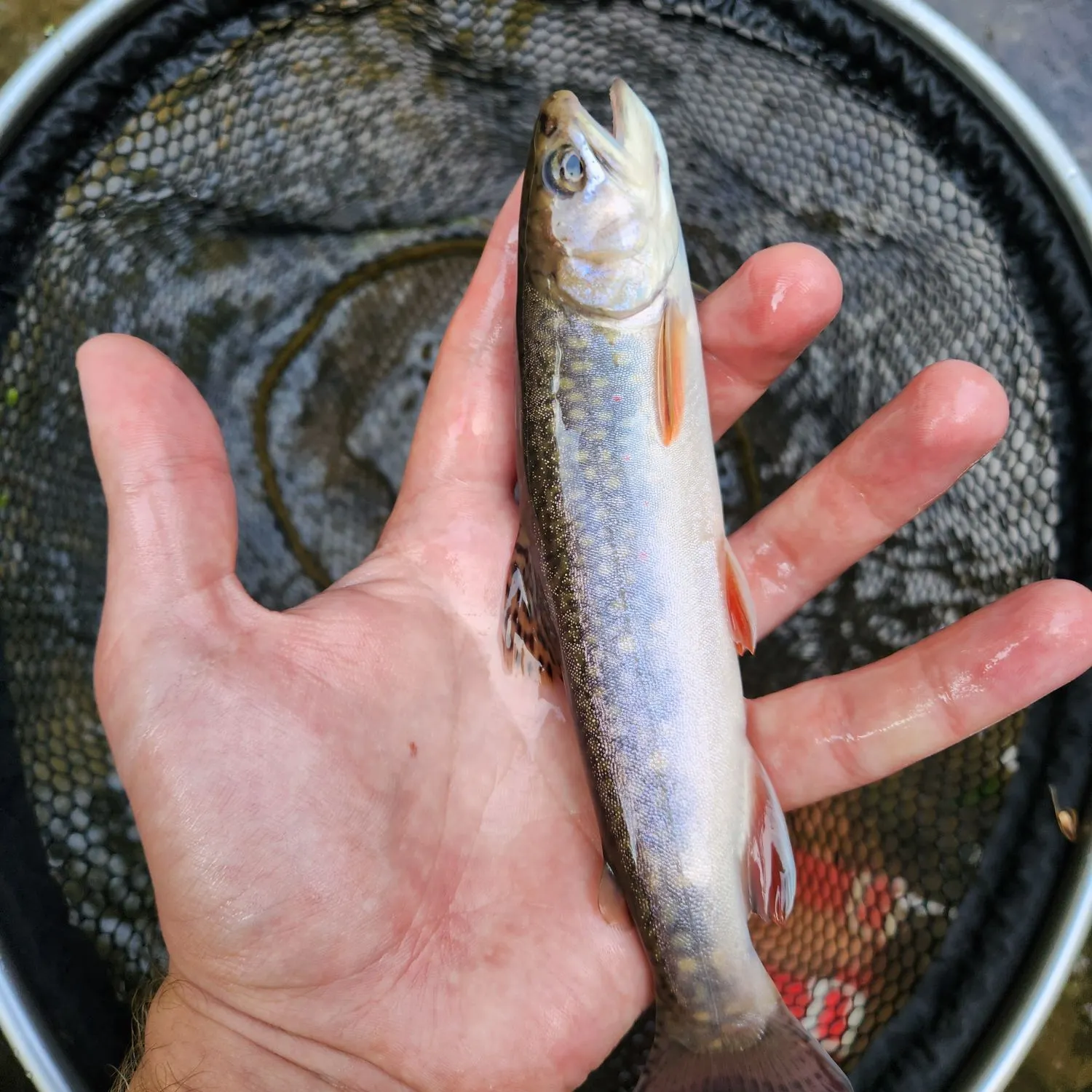 Brook trout caught on Fishbrain