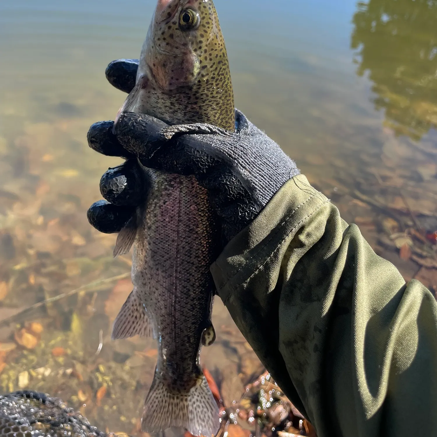 Rainbow trout caught on Fishbrain