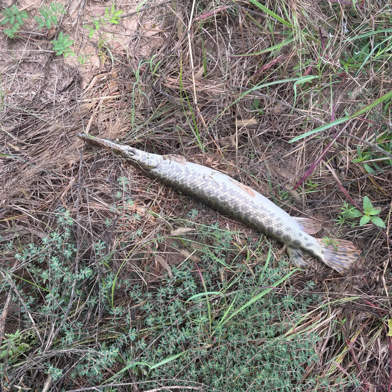 Spotted gar caught on Fishbrain