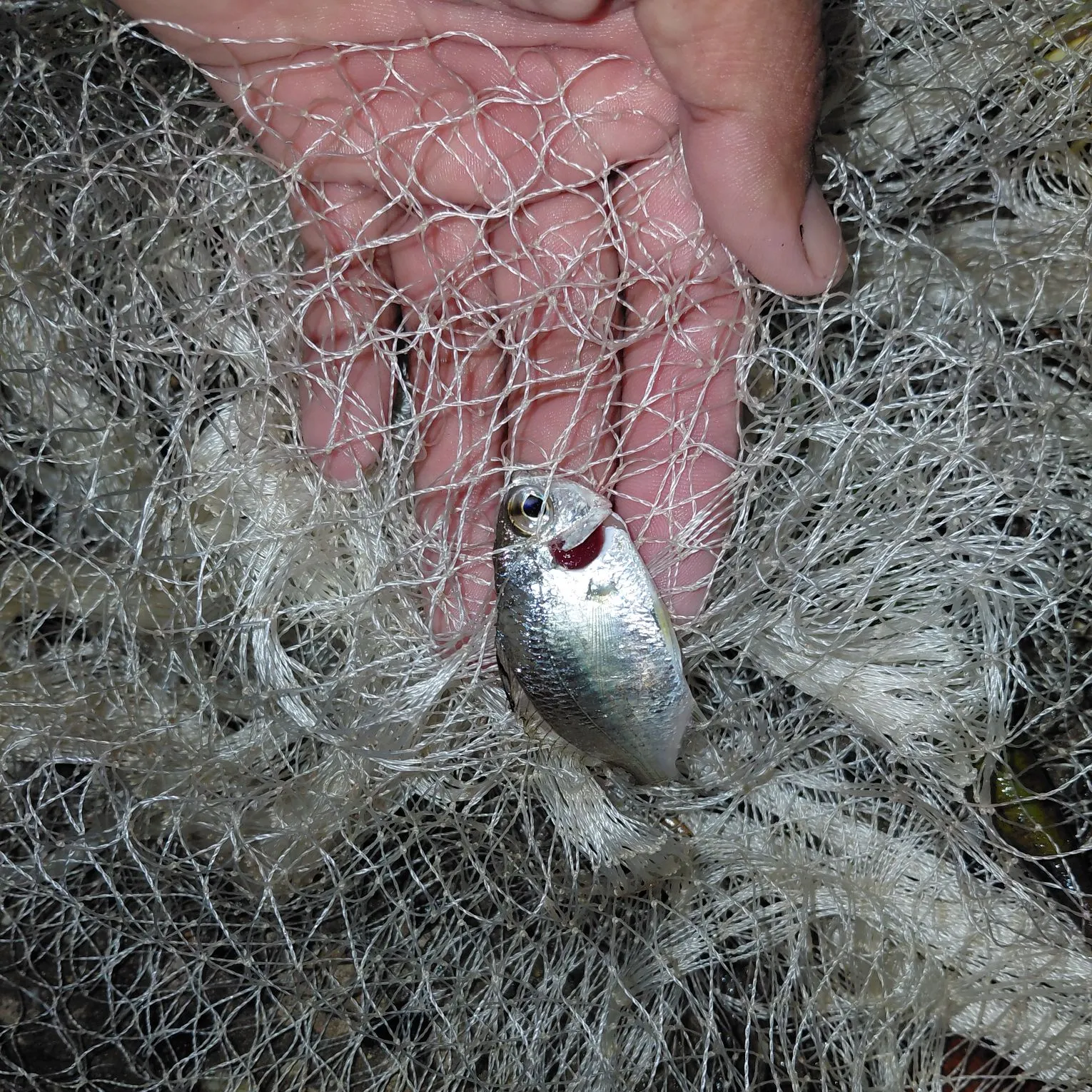 The most recent Atlantic spotfin mojarra catches on Fishbrain