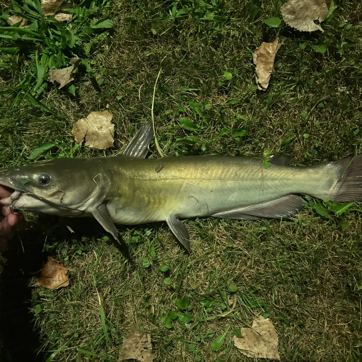 Channel catfish caught on Fishbrain