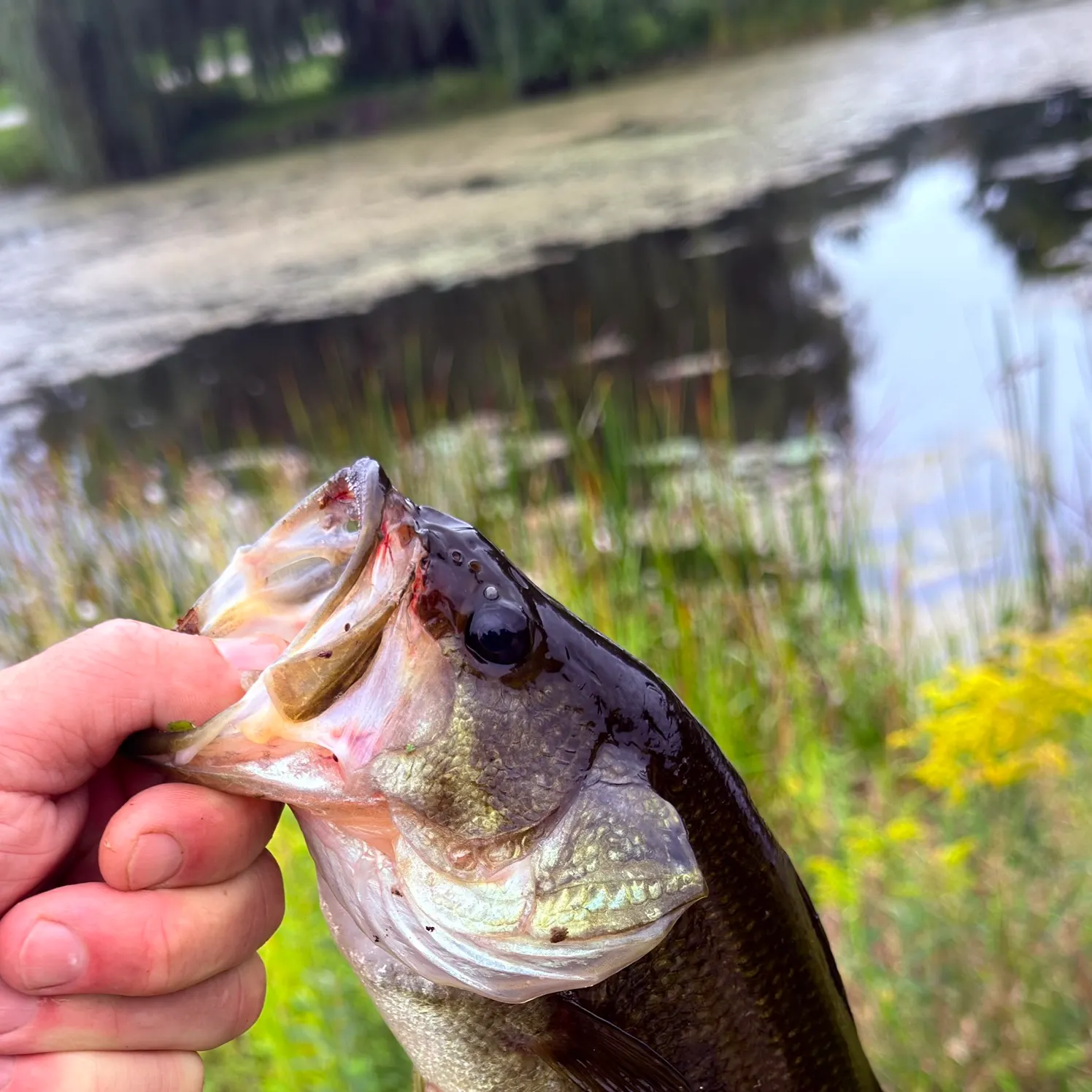 Largemouth bass caught on Fishbrain