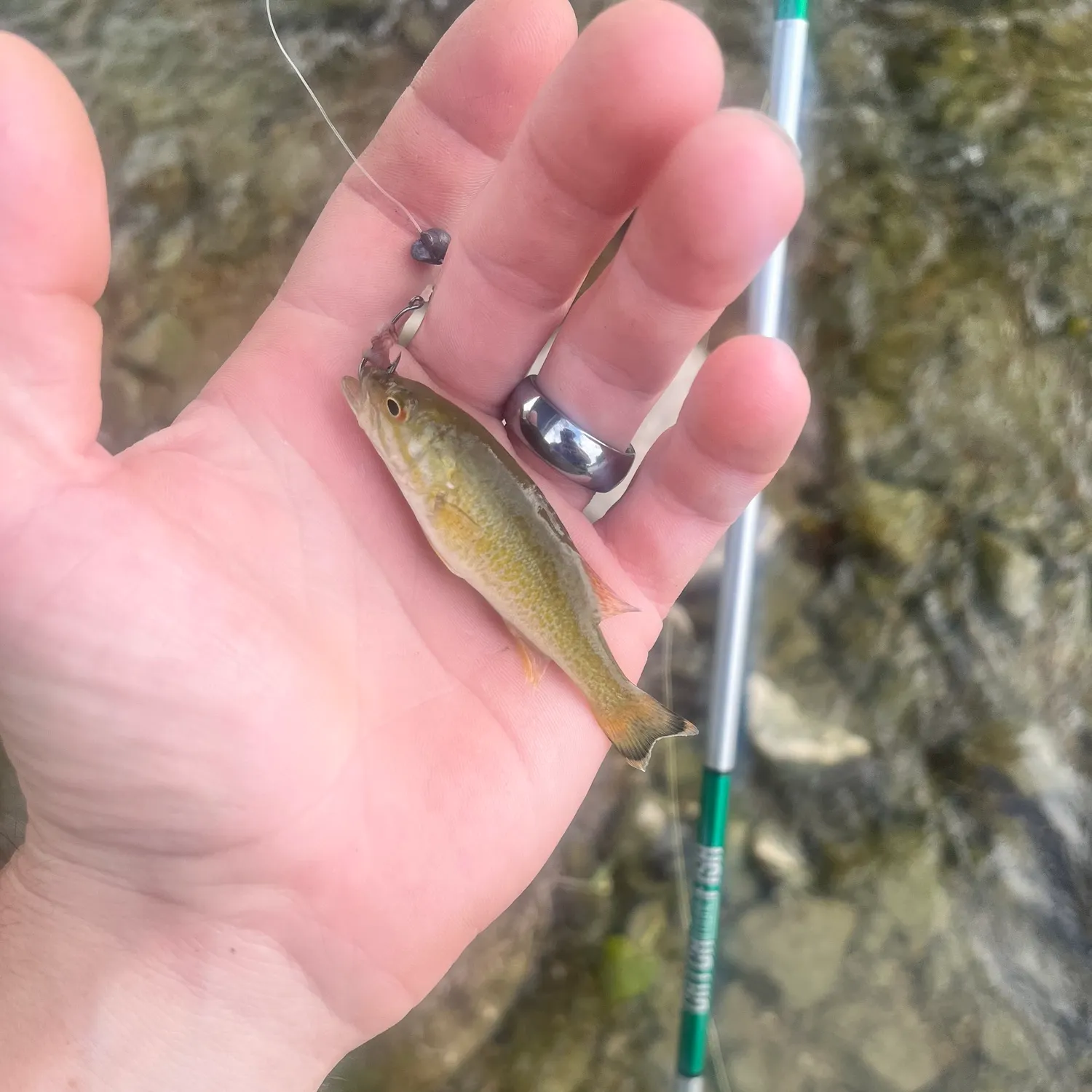 Smallmouth bass caught on Fishbrain
