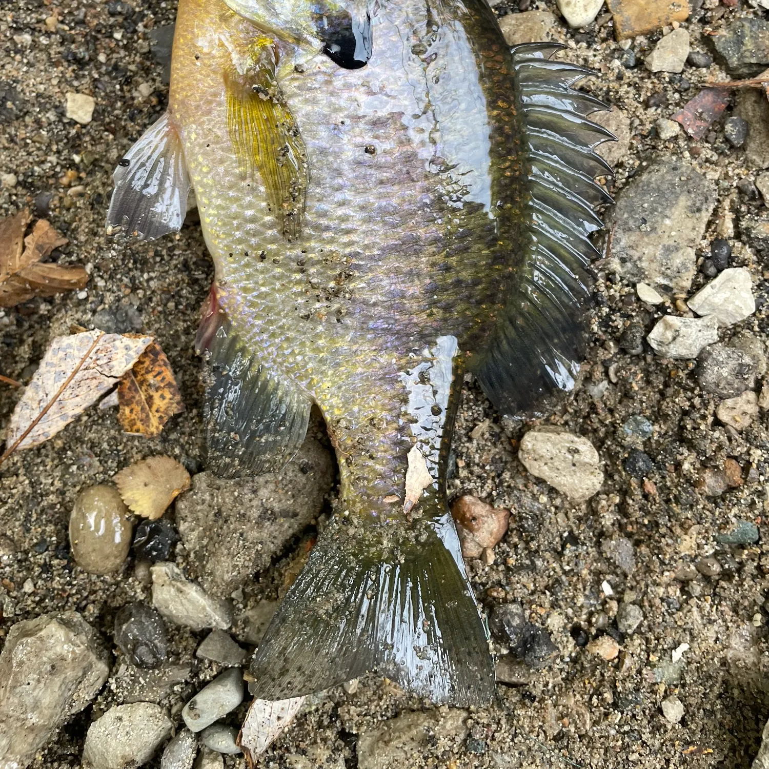 Bluegill caught on Fishbrain