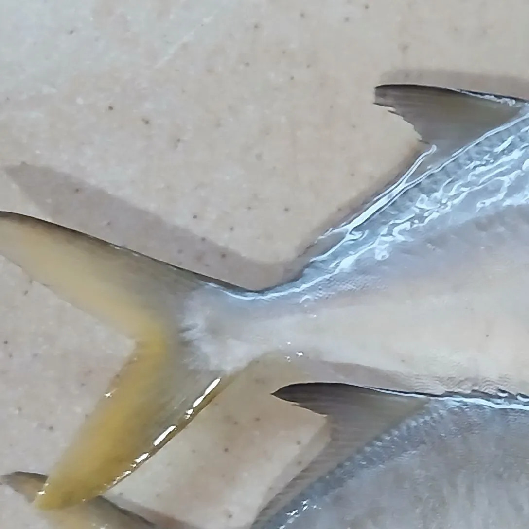Florida pompano caught on Fishbrain