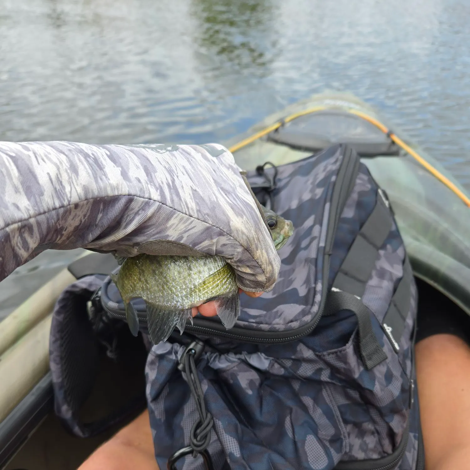 Bluegill caught on Fishbrain