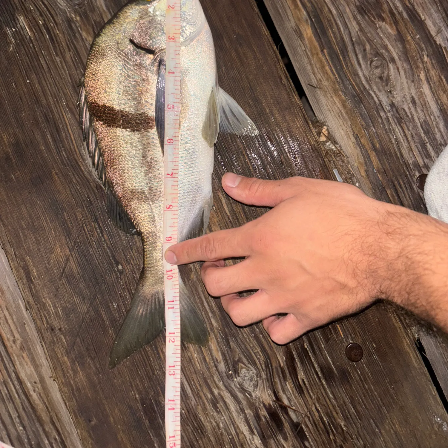 Sargo caught on Fishbrain