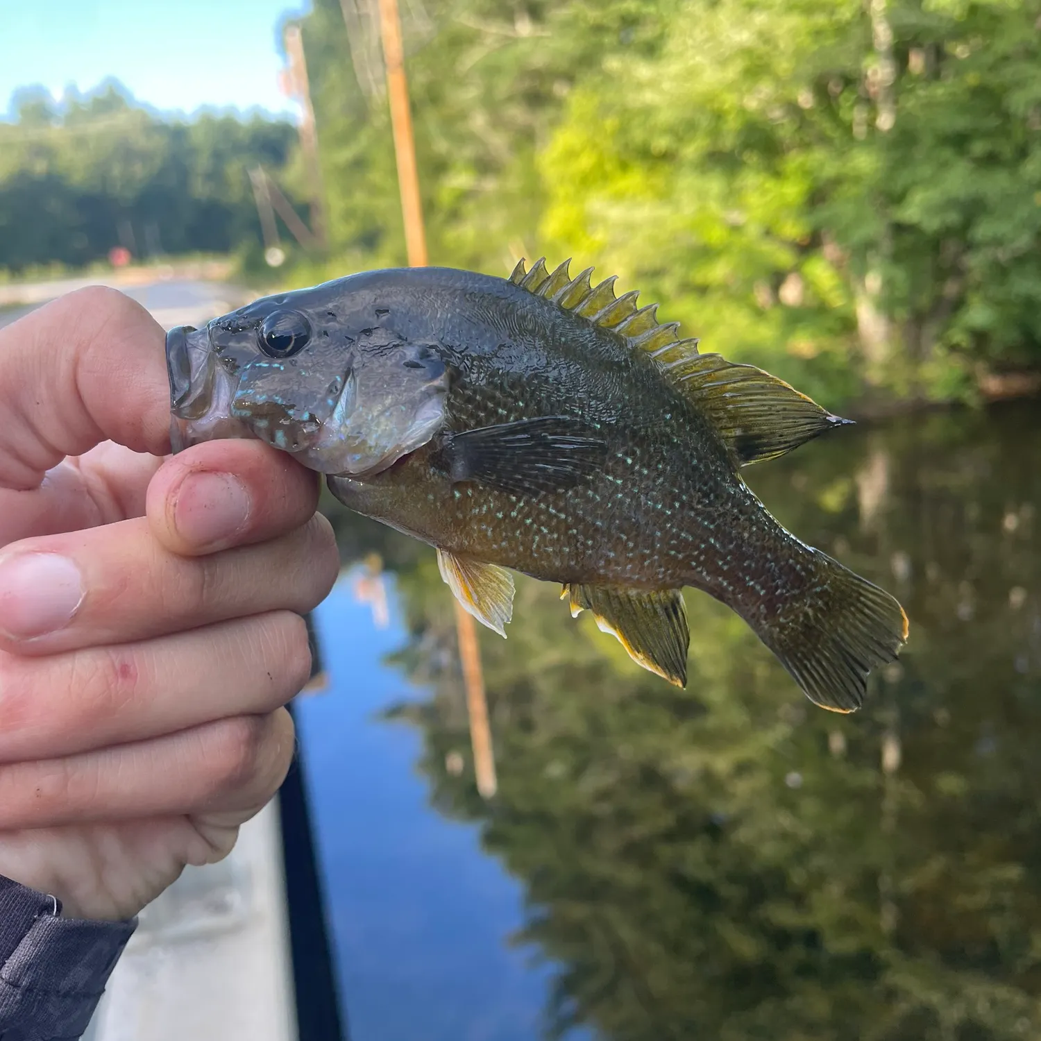 catch