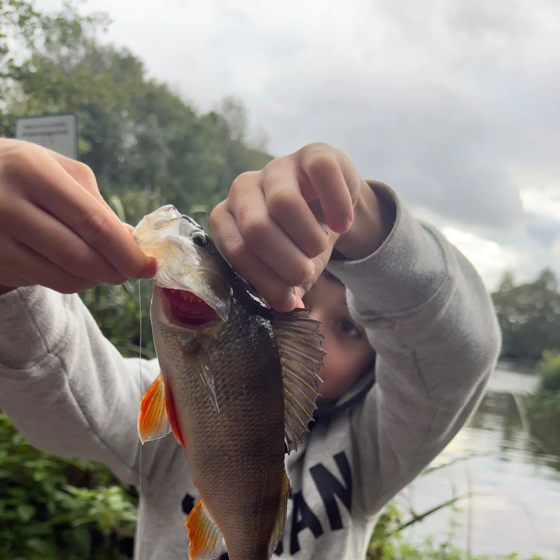 European perch caught on Fishbrain