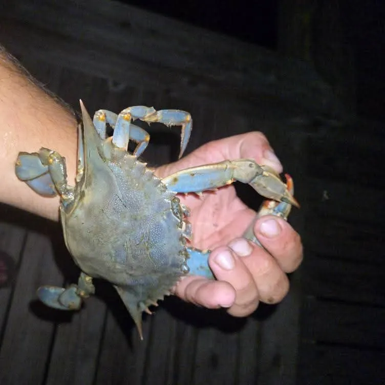 The most recent Blue crab catches on Fishbrain