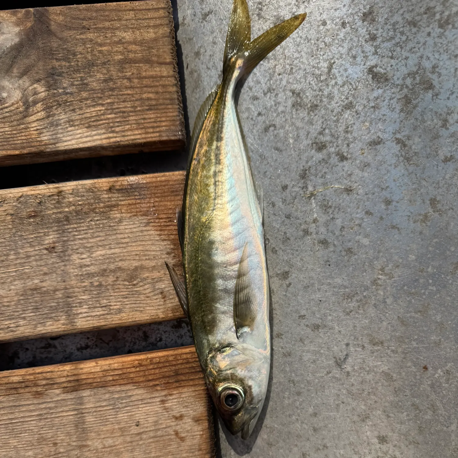 The most recent Atlantic horse mackerel catches on Fishbrain