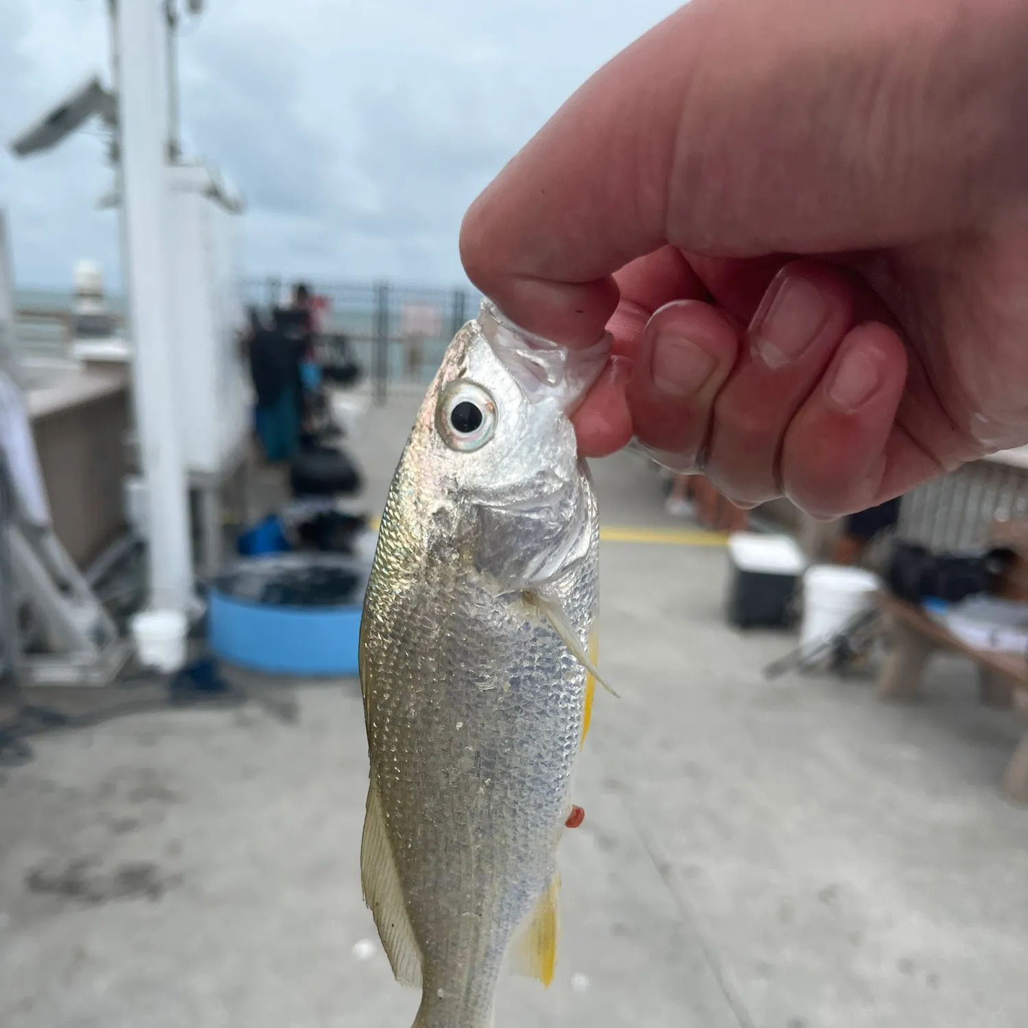 The most recent Silver perch catches on Fishbrain