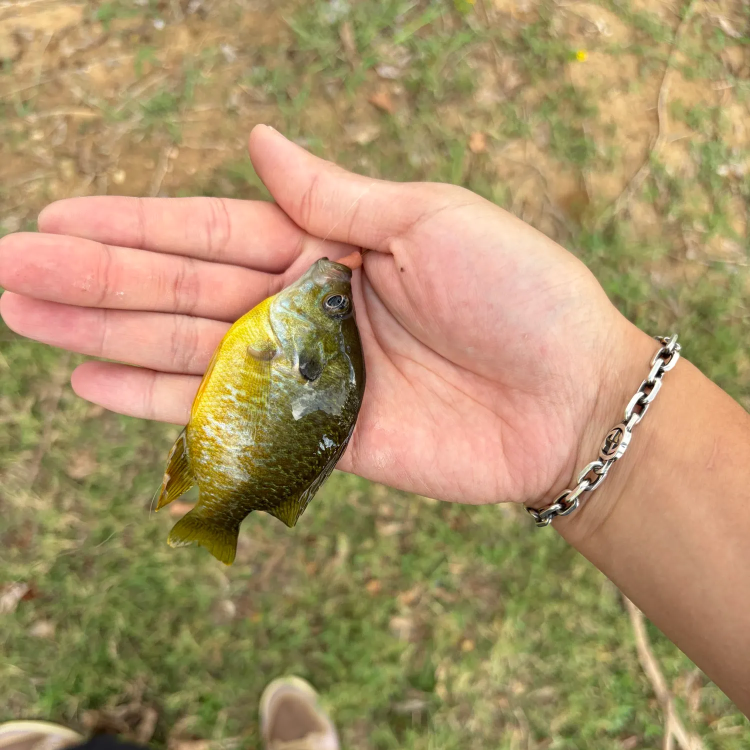 Bluegill caught on Fishbrain