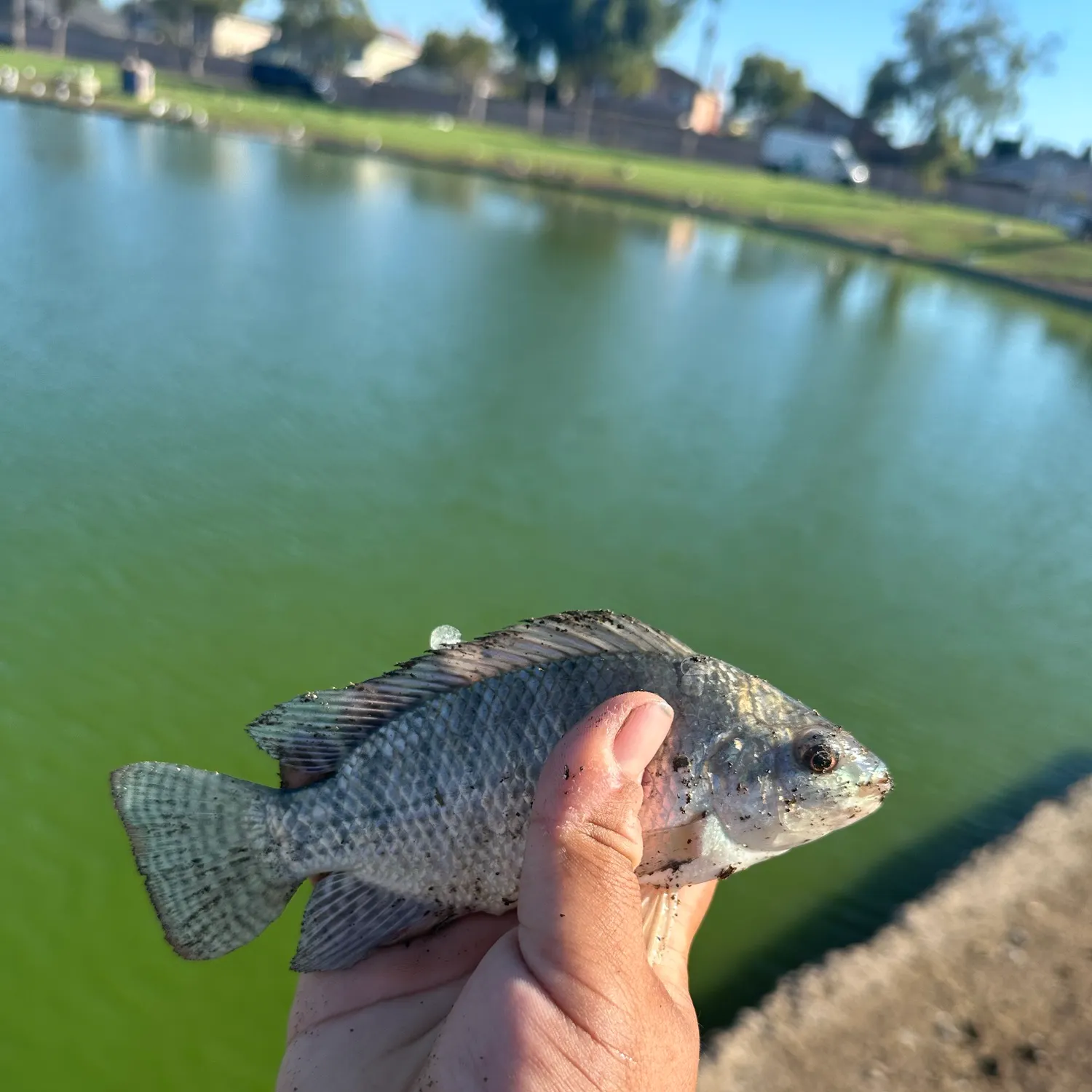 Blue tilapia caught on Fishbrain