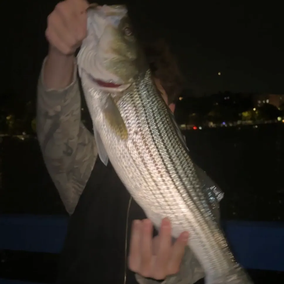 Striped bass caught on Fishbrain