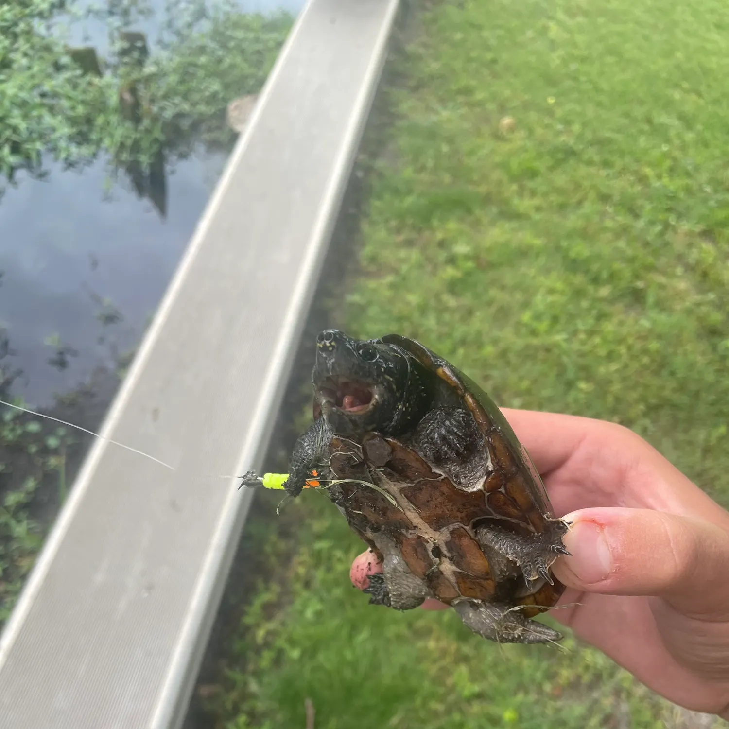 The most recent Eastern musk turtle catches on Fishbrain