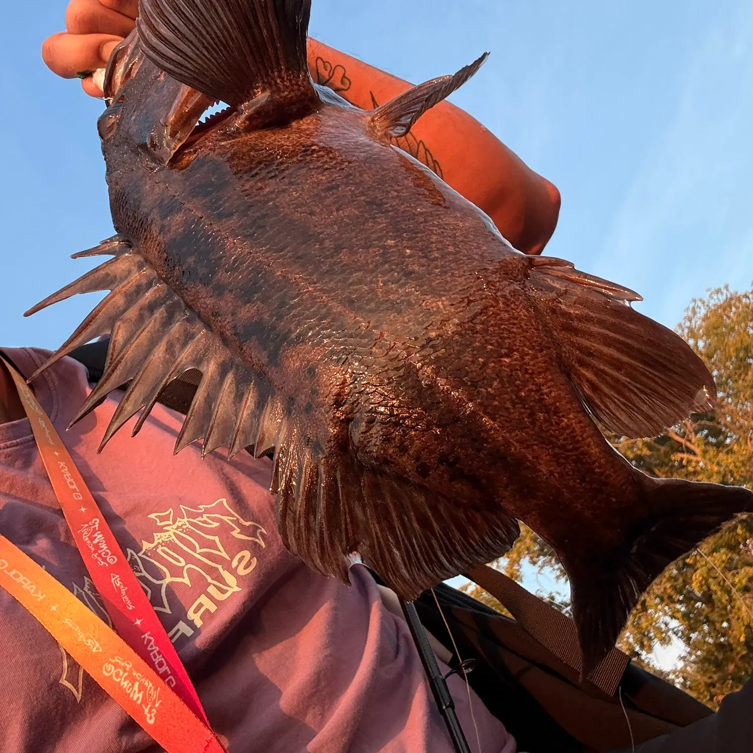Brown rockfish caught on Fishbrain