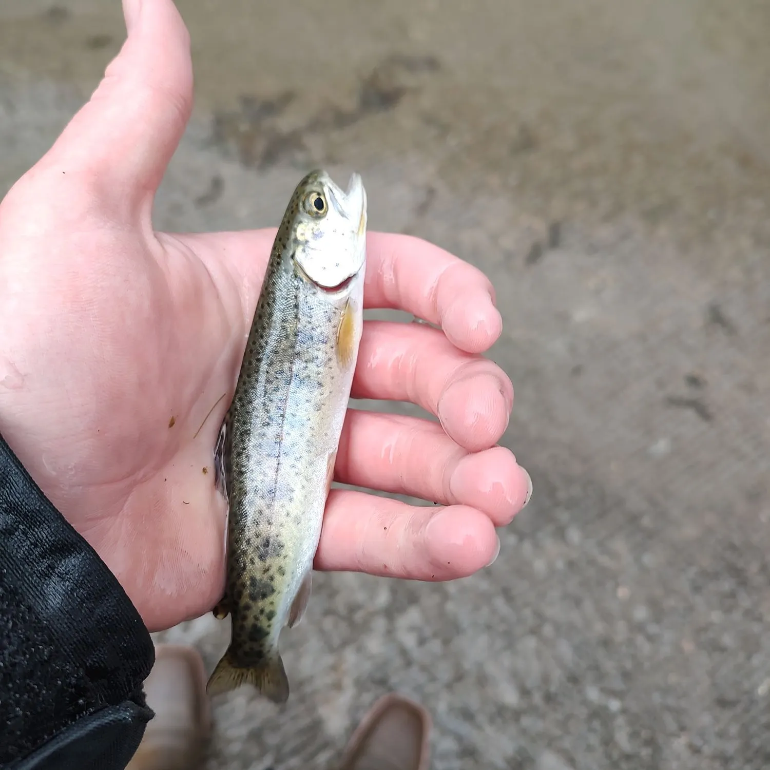 Rainbow trout caught on Fishbrain