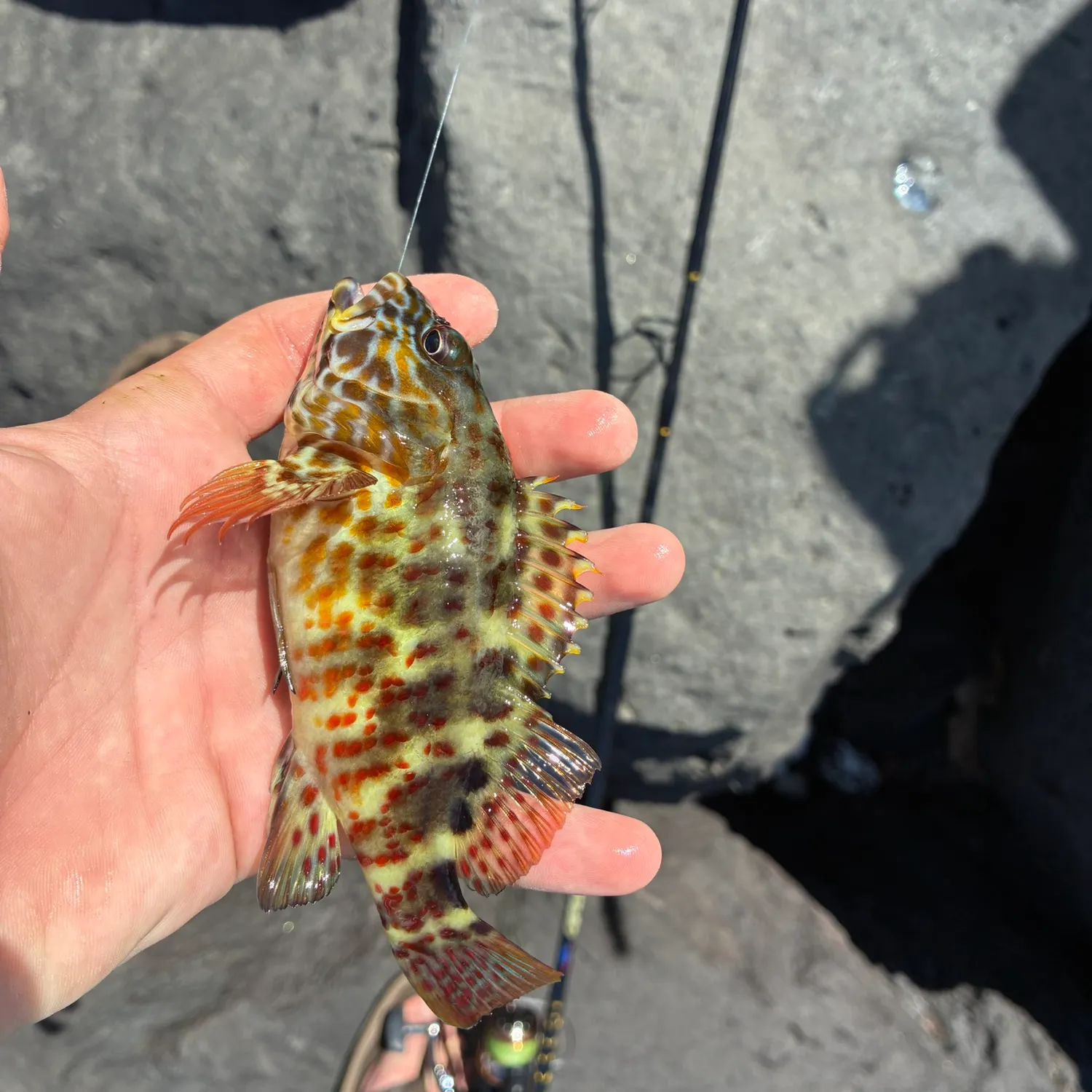 Fish caught on Fishbrain