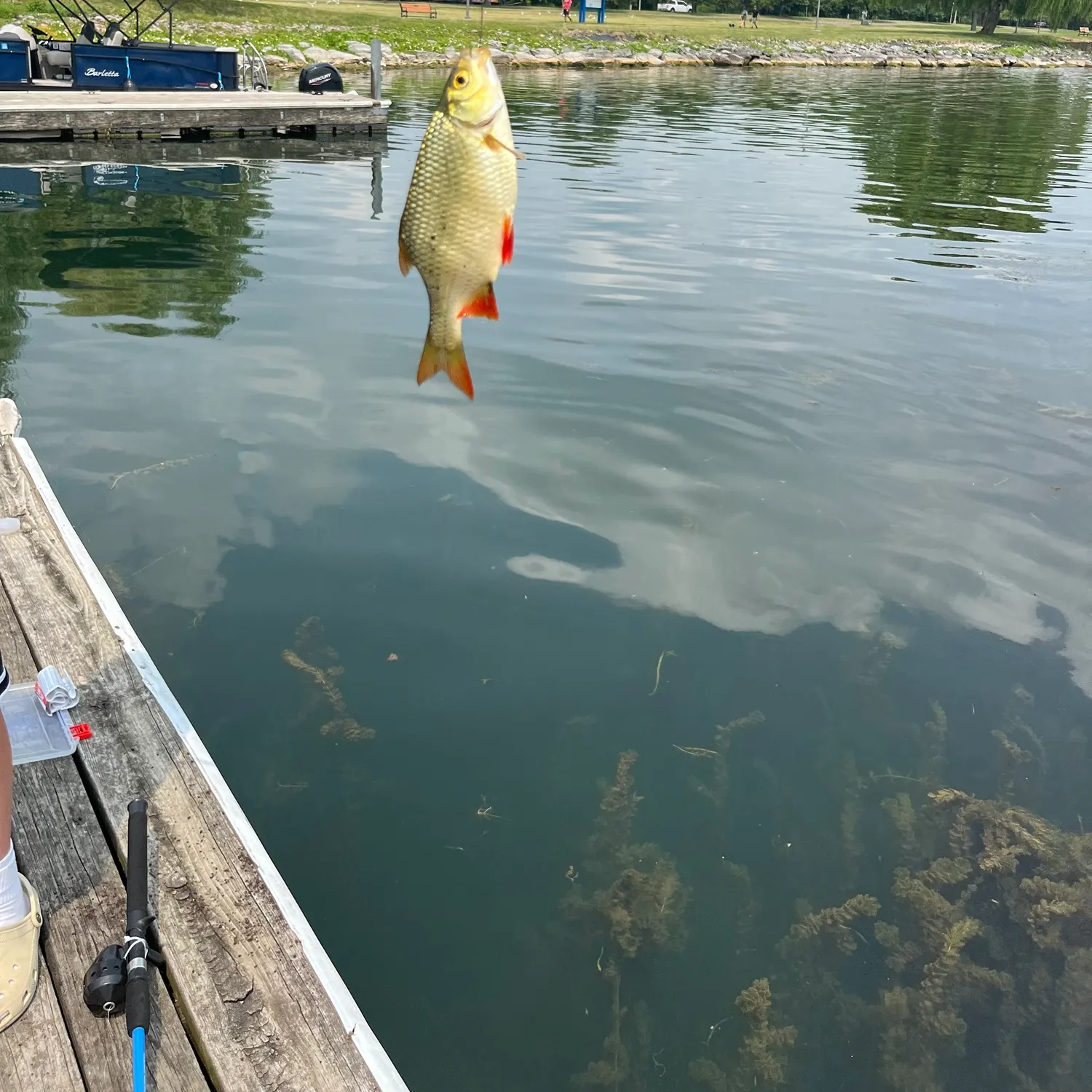 The most recent Common rudd catches on Fishbrain