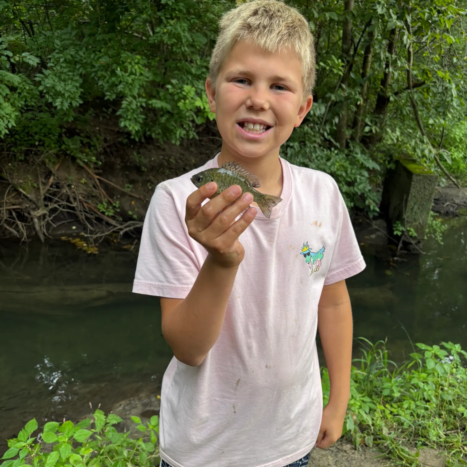 Bluegill caught on Fishbrain