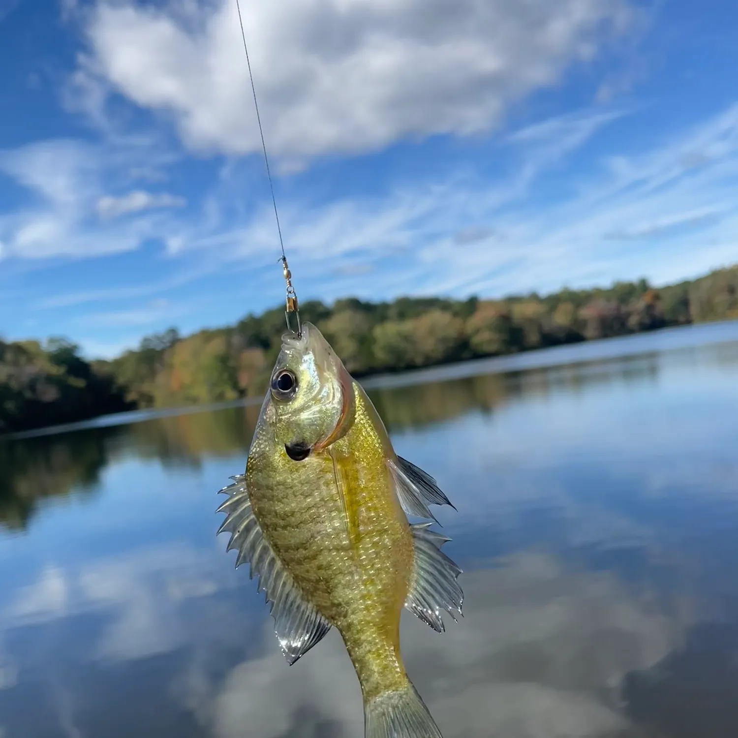 Bluegill caught on Fishbrain