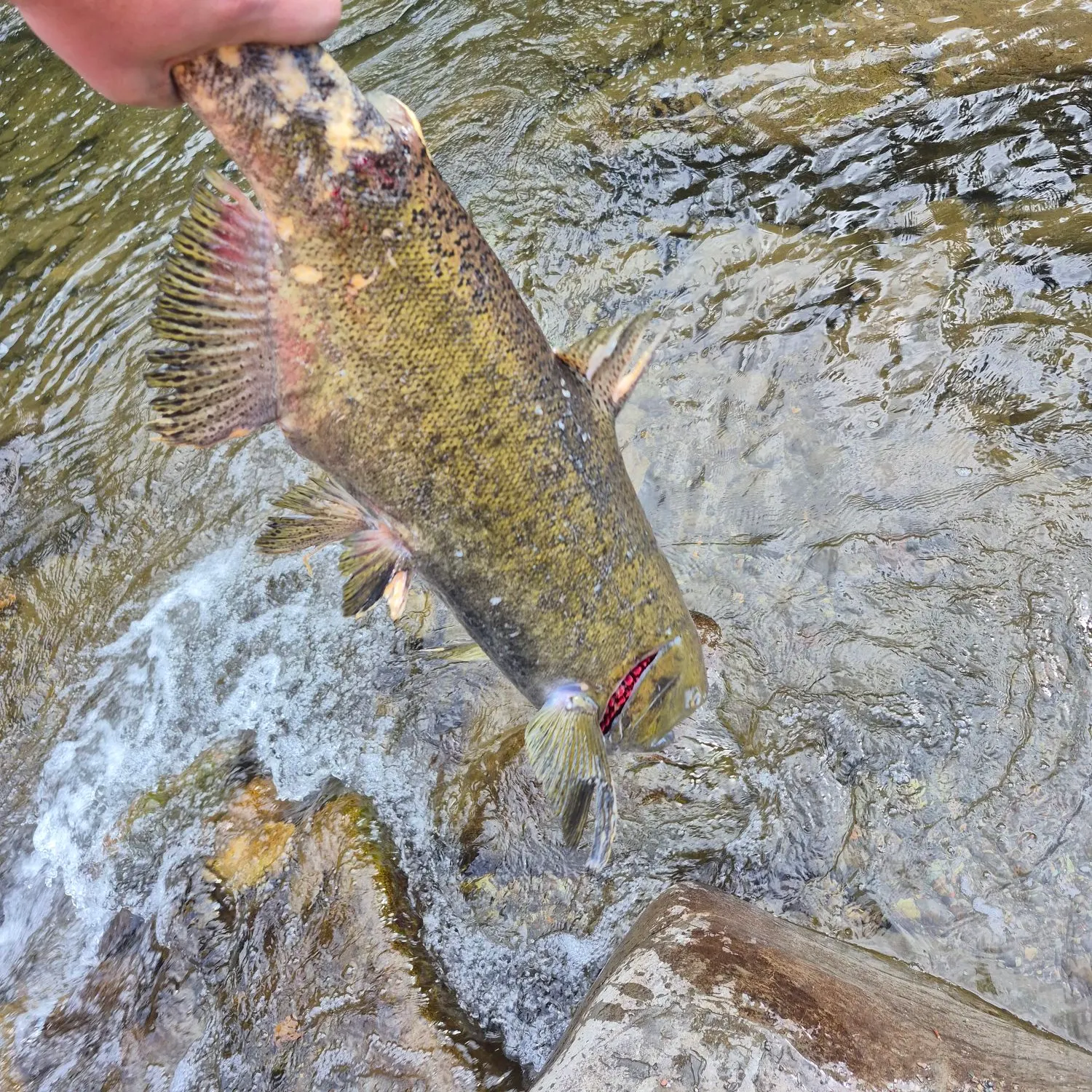 Chinook salmon caught on Fishbrain