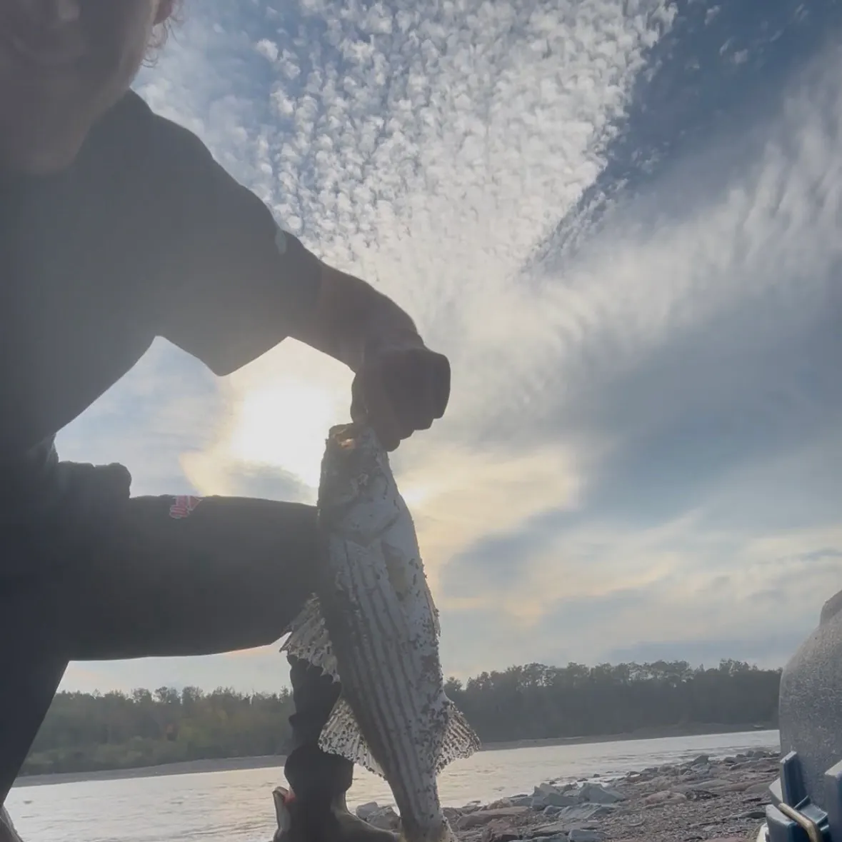 Striped bass caught on Fishbrain