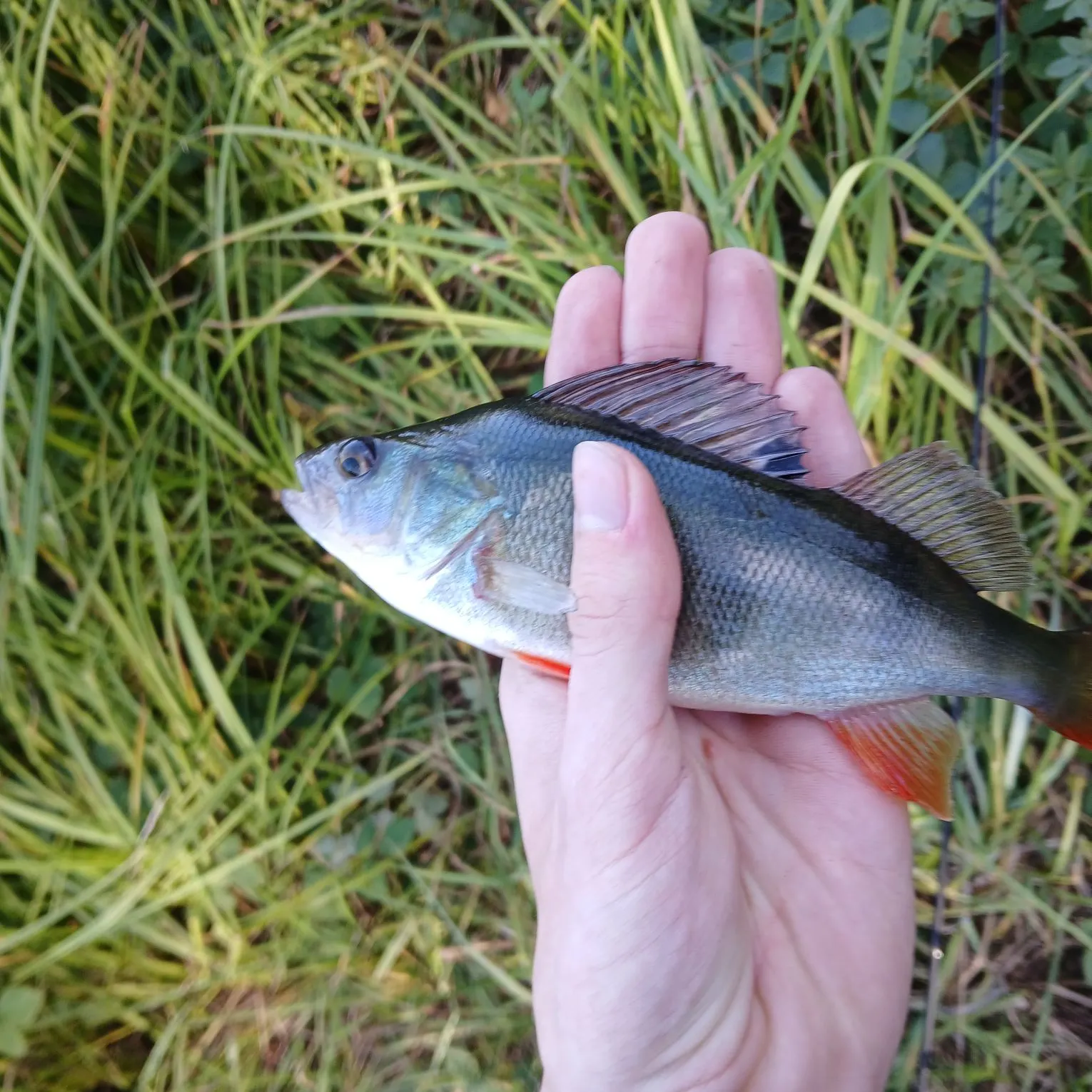 European perch caught on Fishbrain
