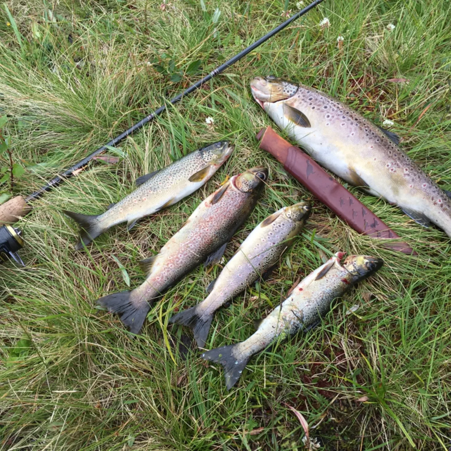 recently logged catches