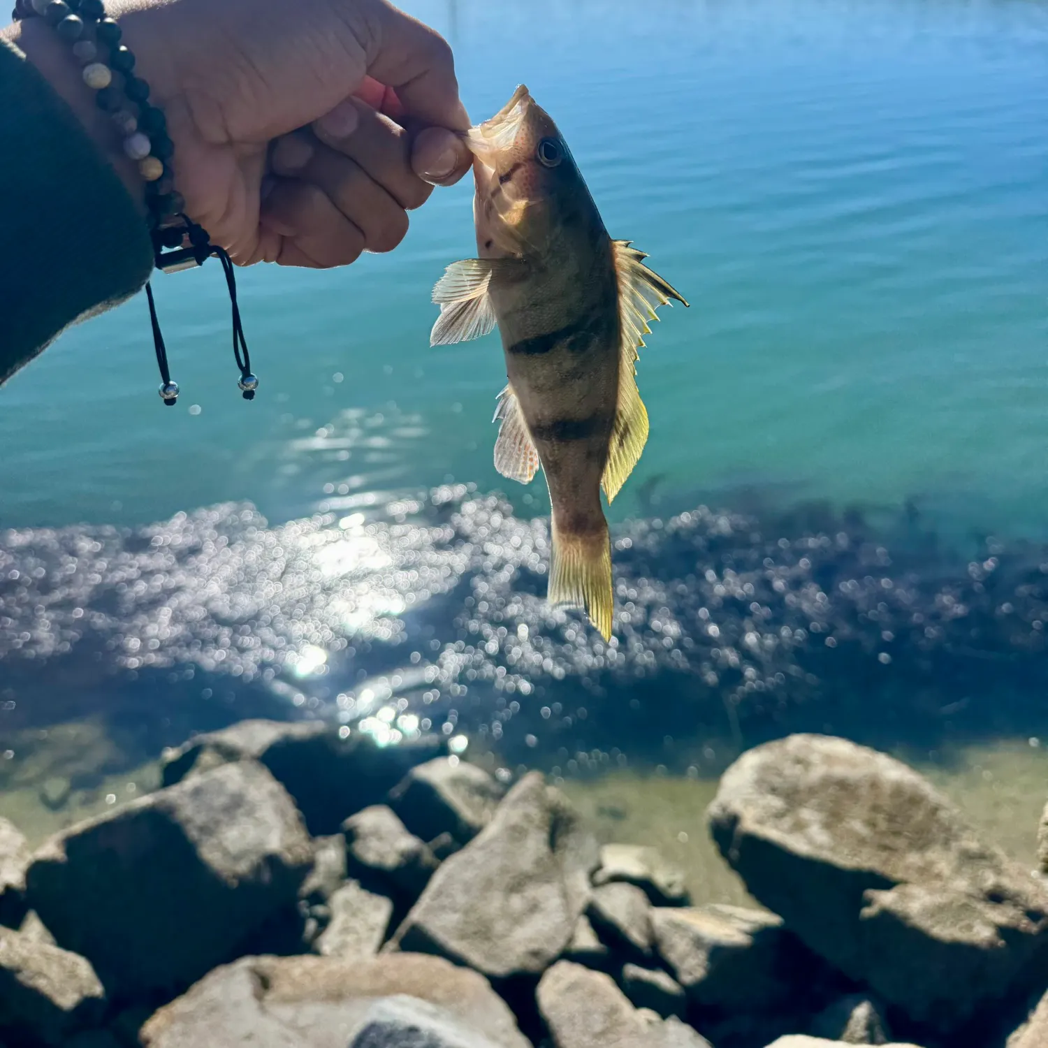 The most recent Barred sand bass catches on Fishbrain