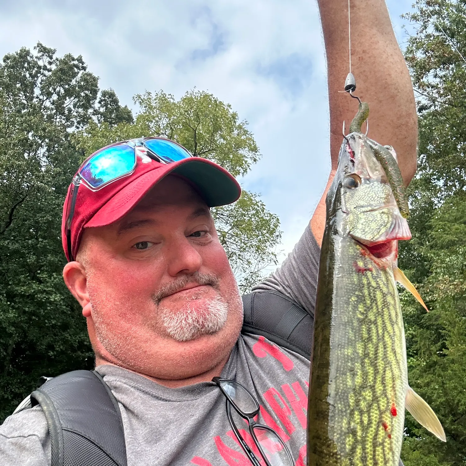 Chain pickerel caught on Fishbrain