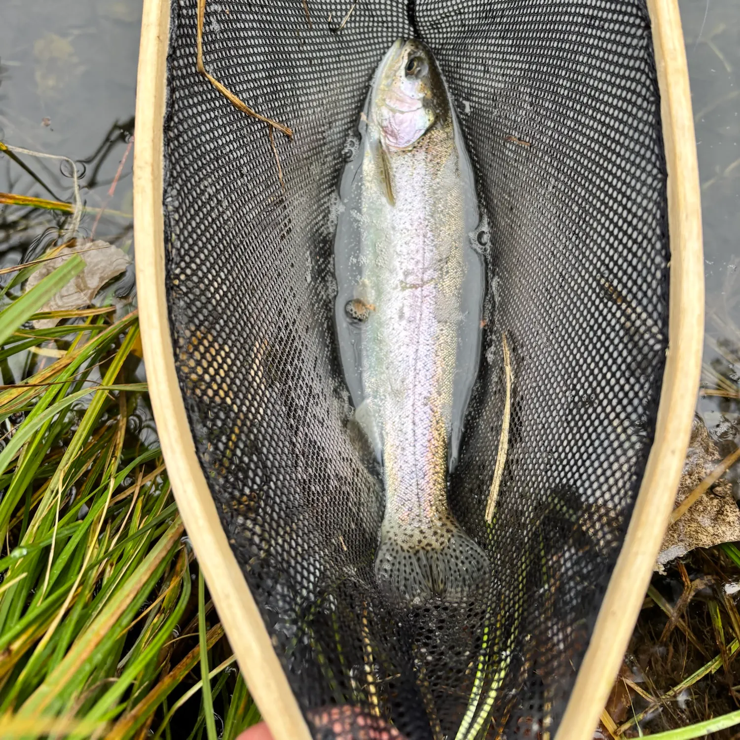 Rainbow trout caught on Fishbrain