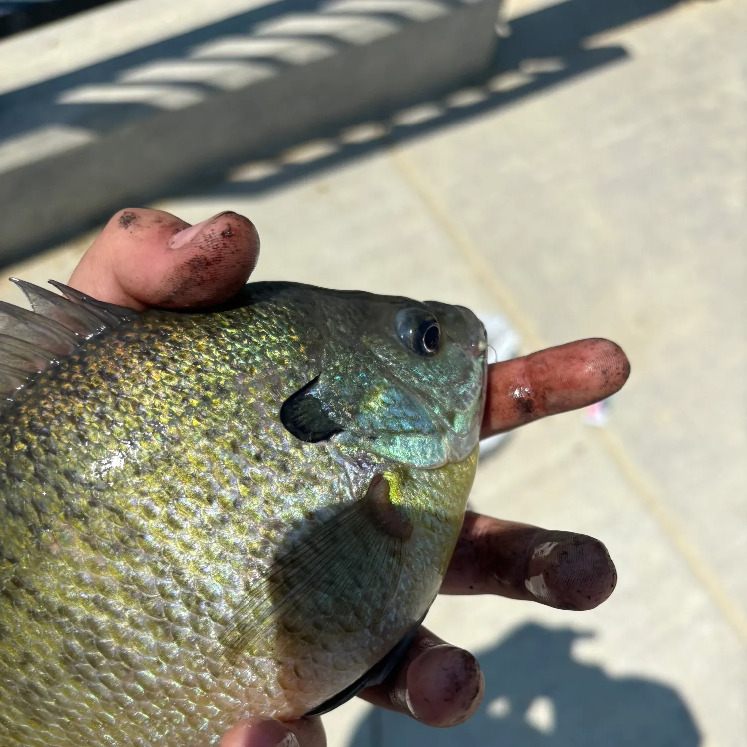 catch