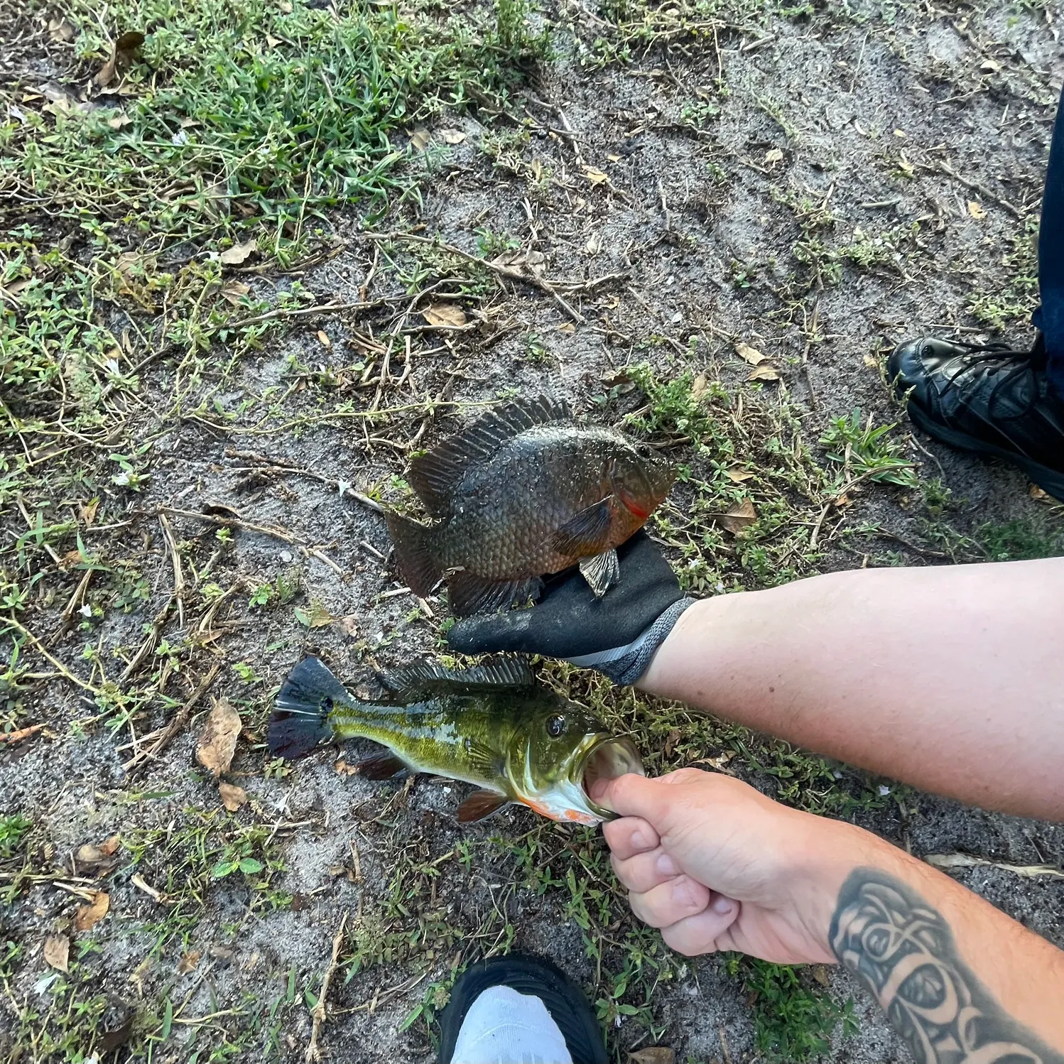 The most recent Butterfly peacock bass catches on Fishbrain