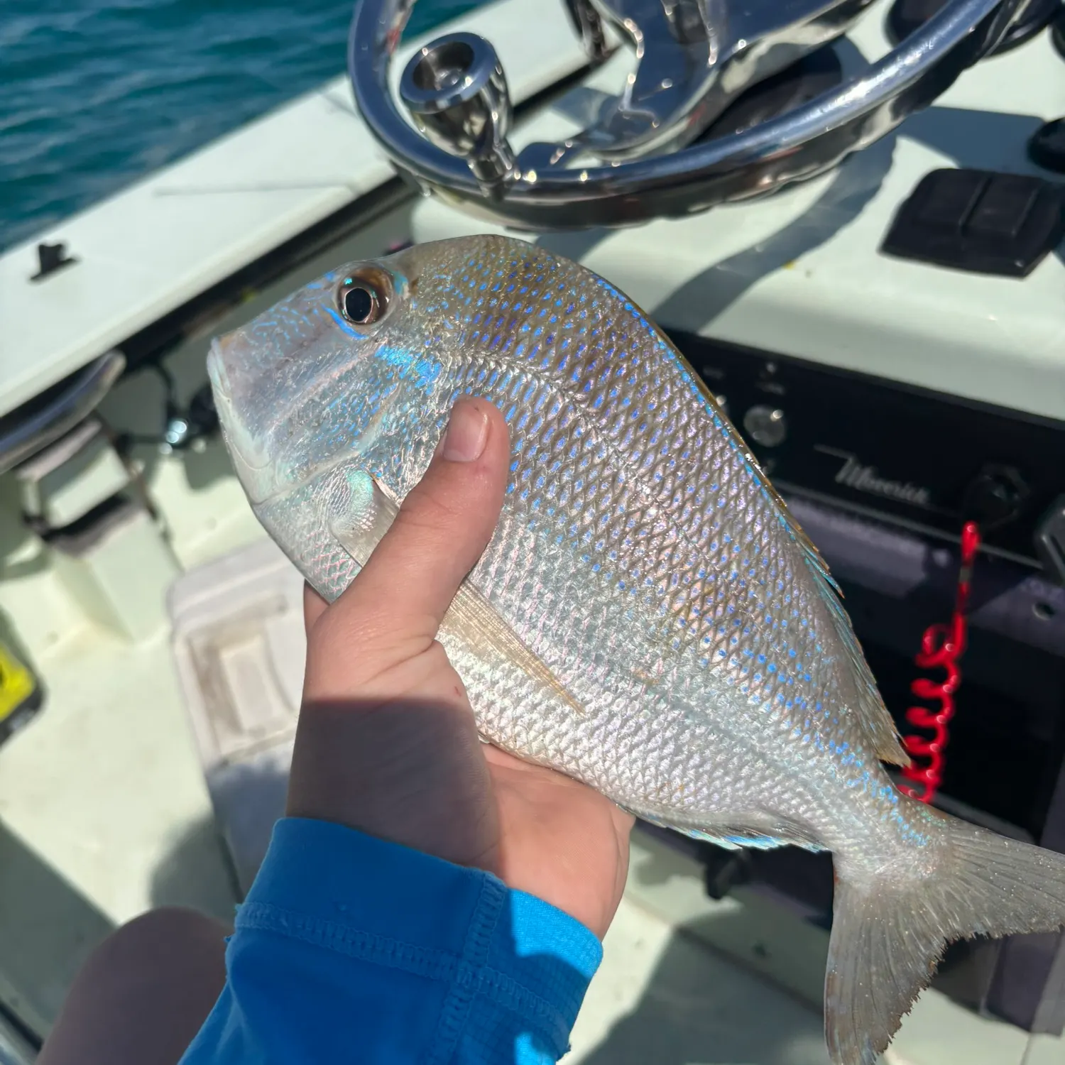 The most recent Jolthead porgy catches on Fishbrain